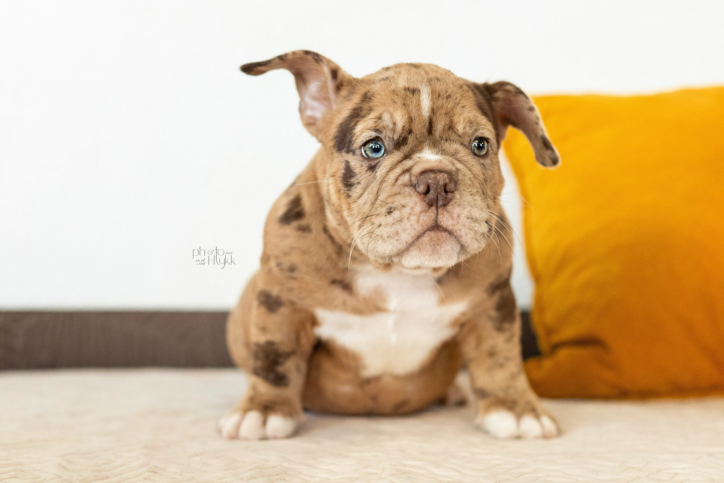 Щенки Американского булли + кошечка. Htykk_photo