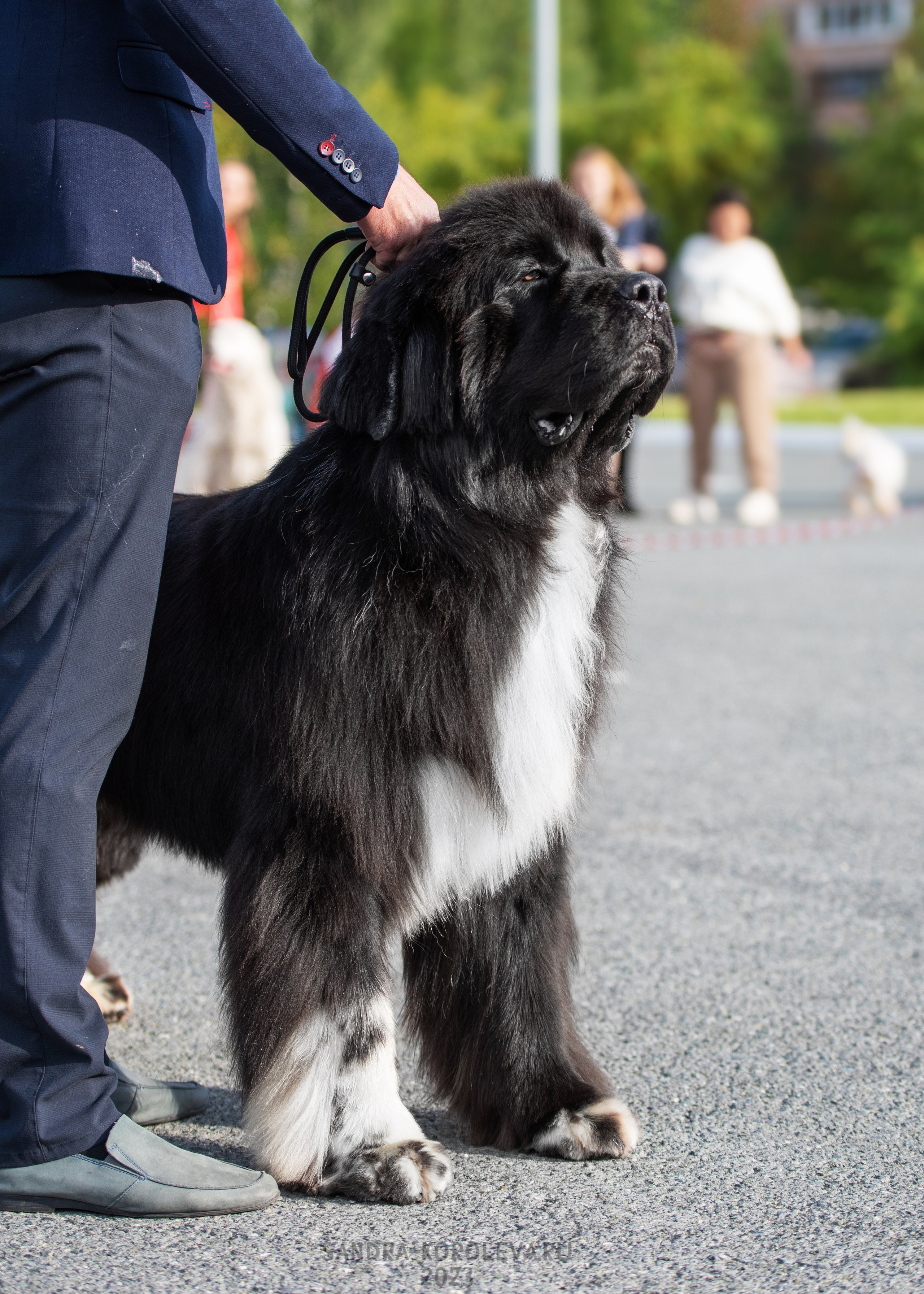 Выставка собак Тюмень 02.09.2023. Дог-фотограф в Тюмени Александра Королева