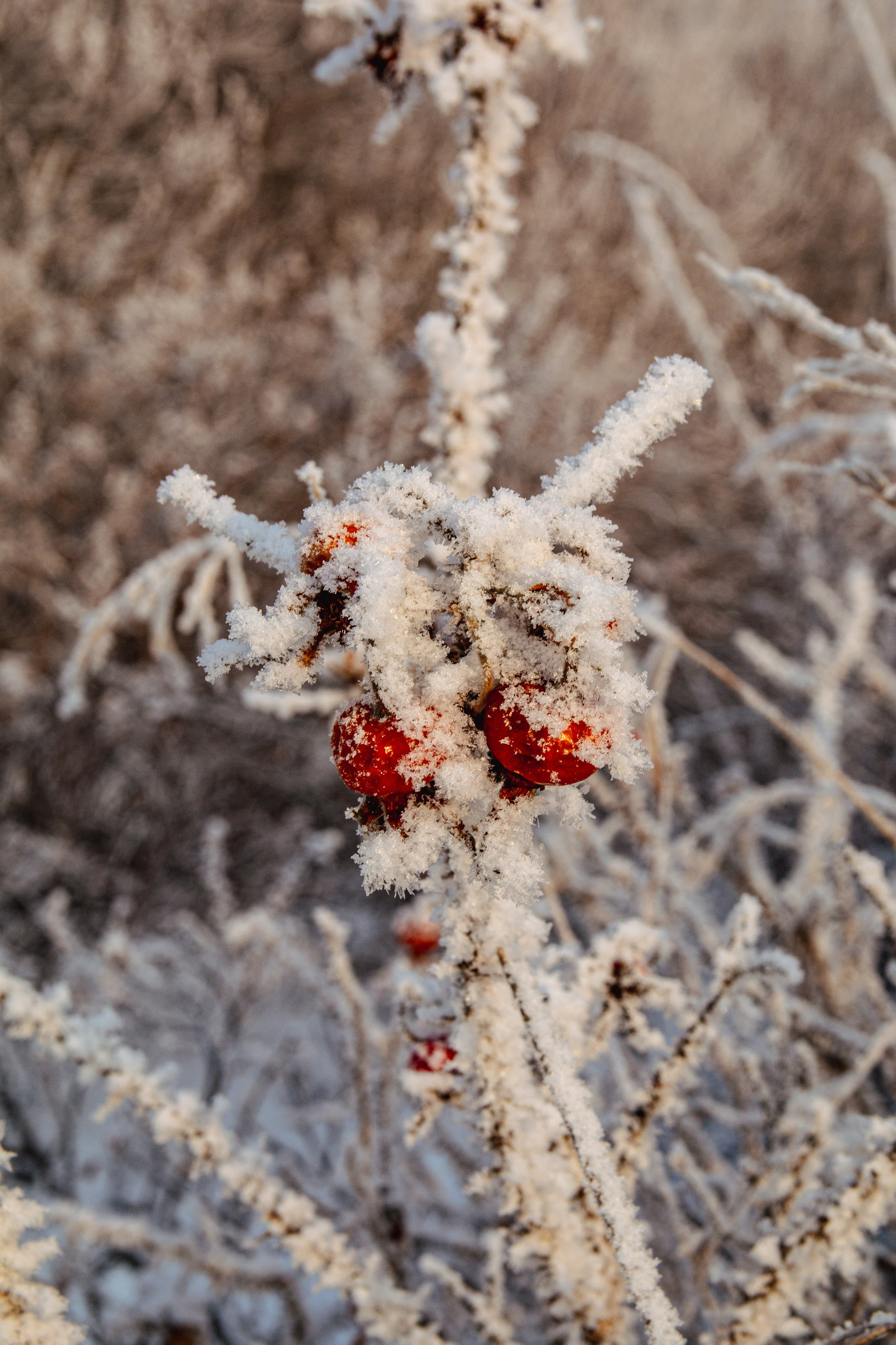 Зима. Ваш фотограф Северск | Томск