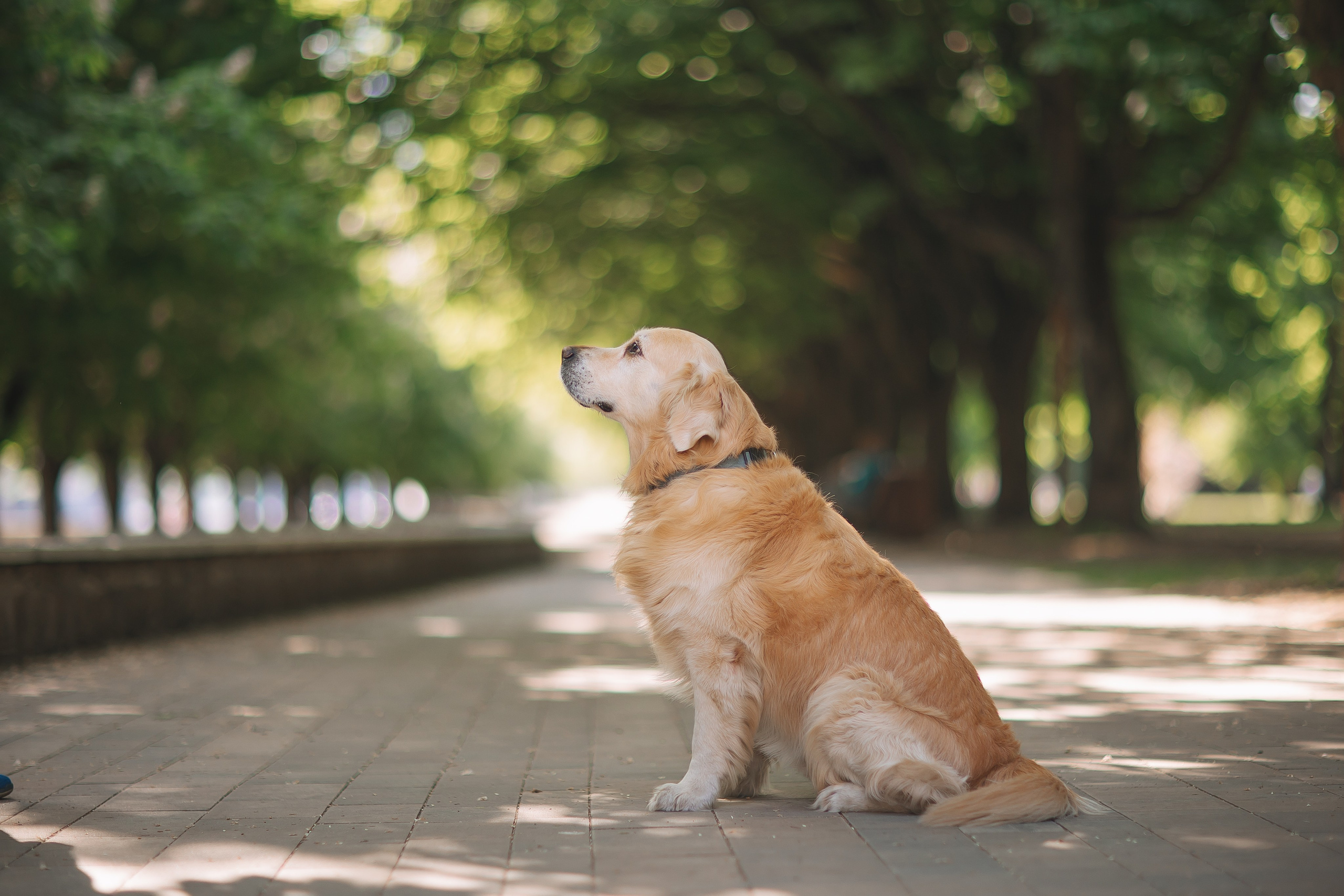 Золотистый ретривер Кант, Калининград. Свадебный и женский фотограф