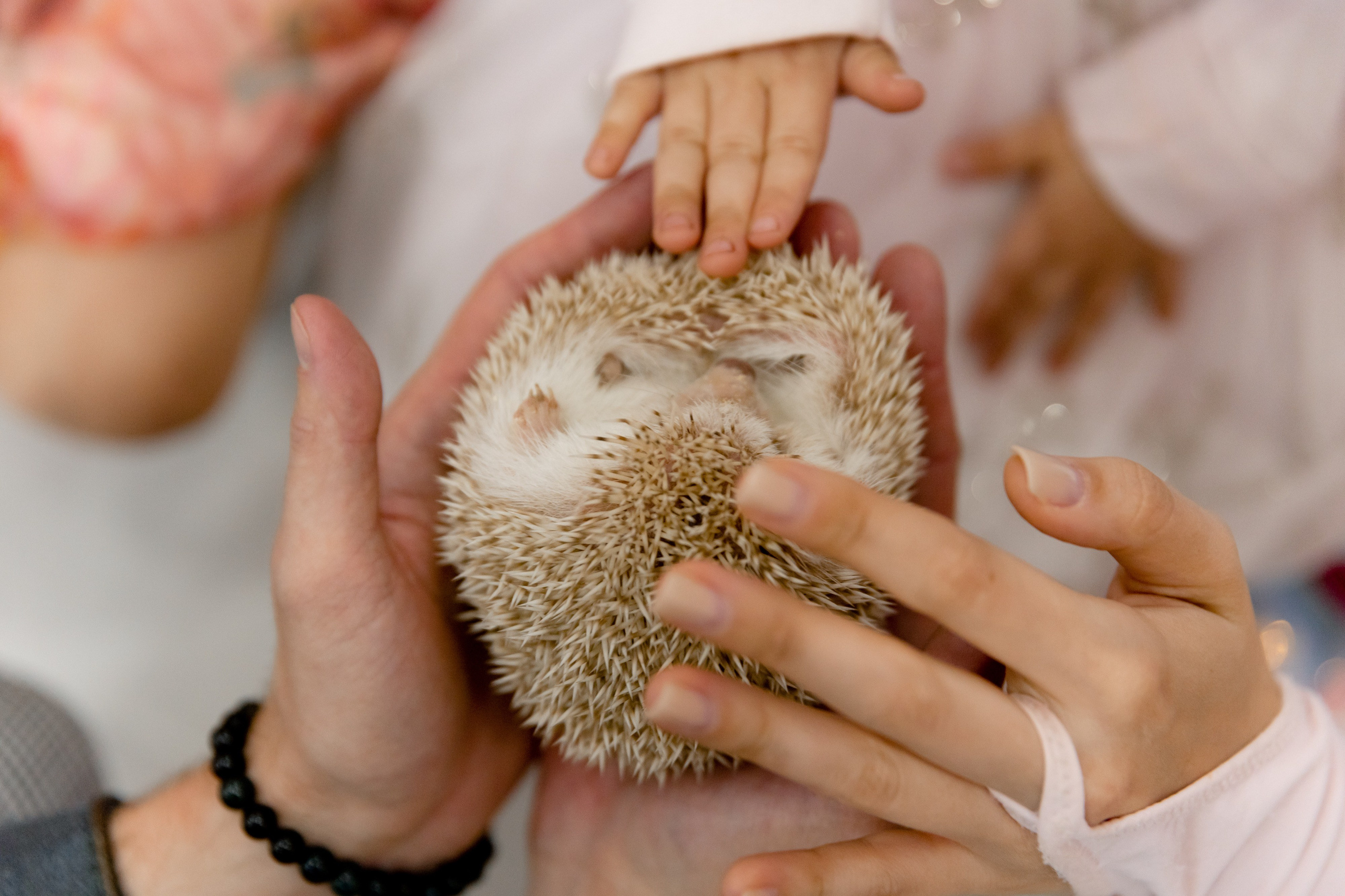 Стефания 2 года. Фотограф Роман Полянин