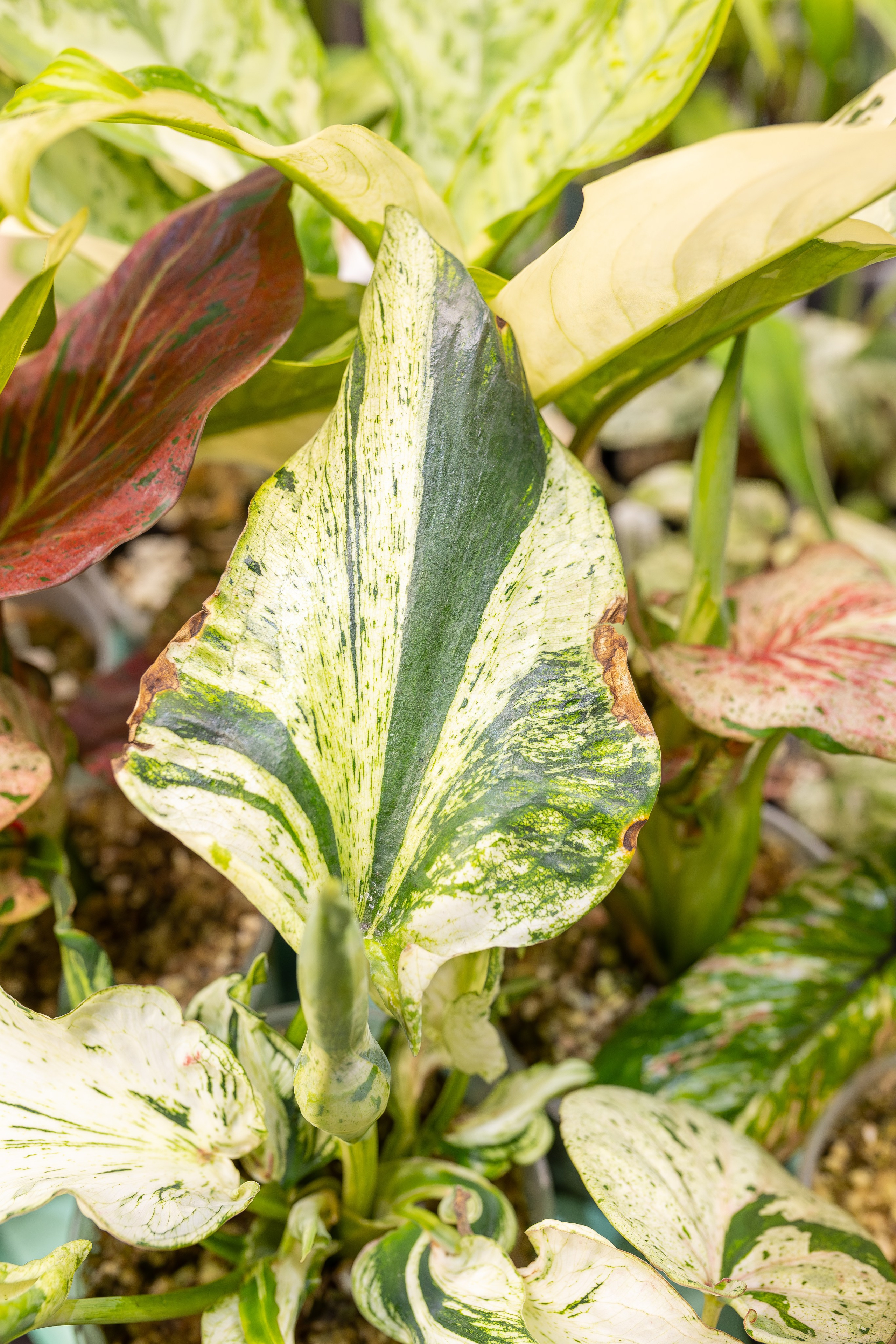 Монстериум апрель 2026. Александра Куликова фотограф, Москва
