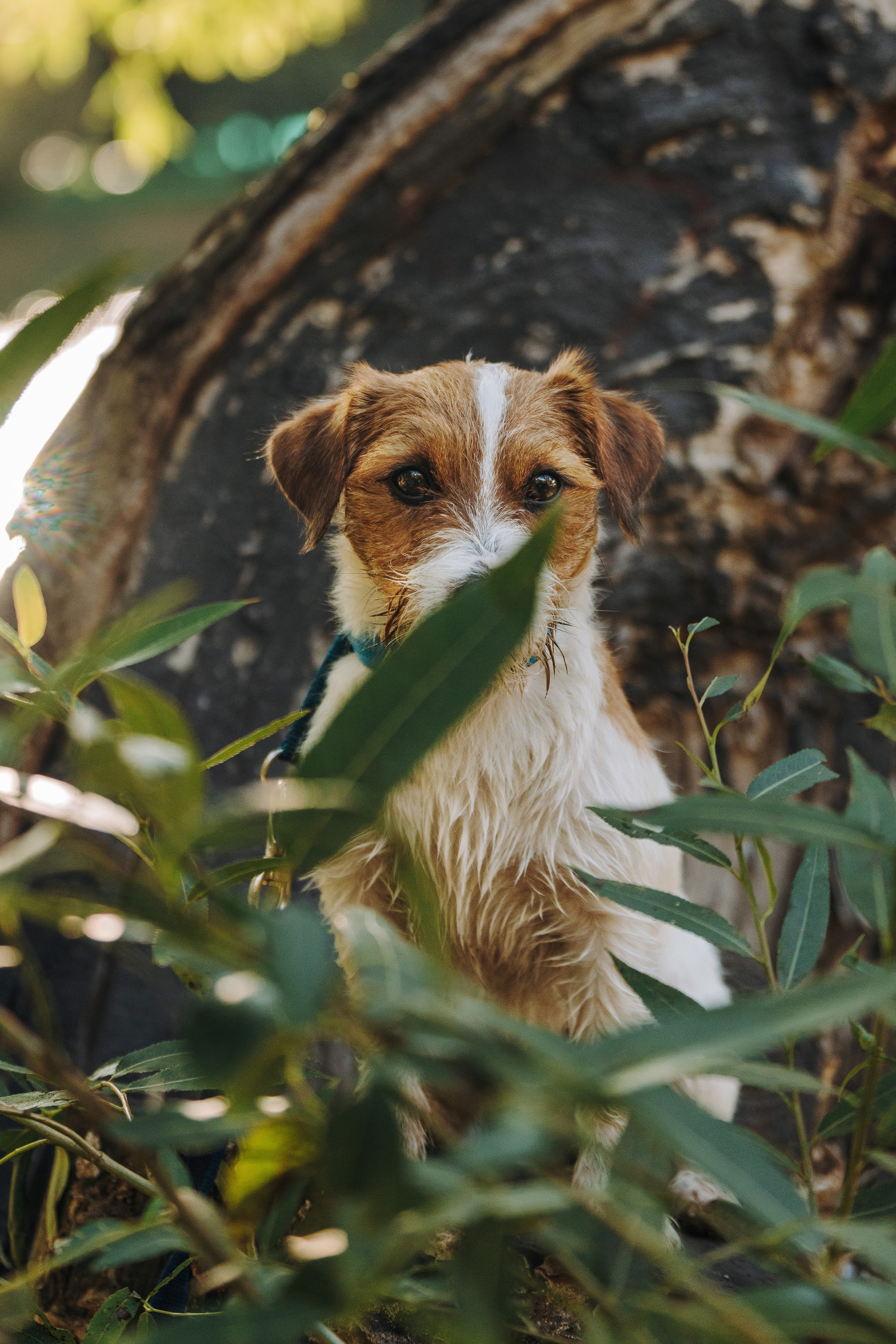 Фотосессия с маленькой собакой Спб. Фотограф анималист в Спб недорого Олеся Майорова