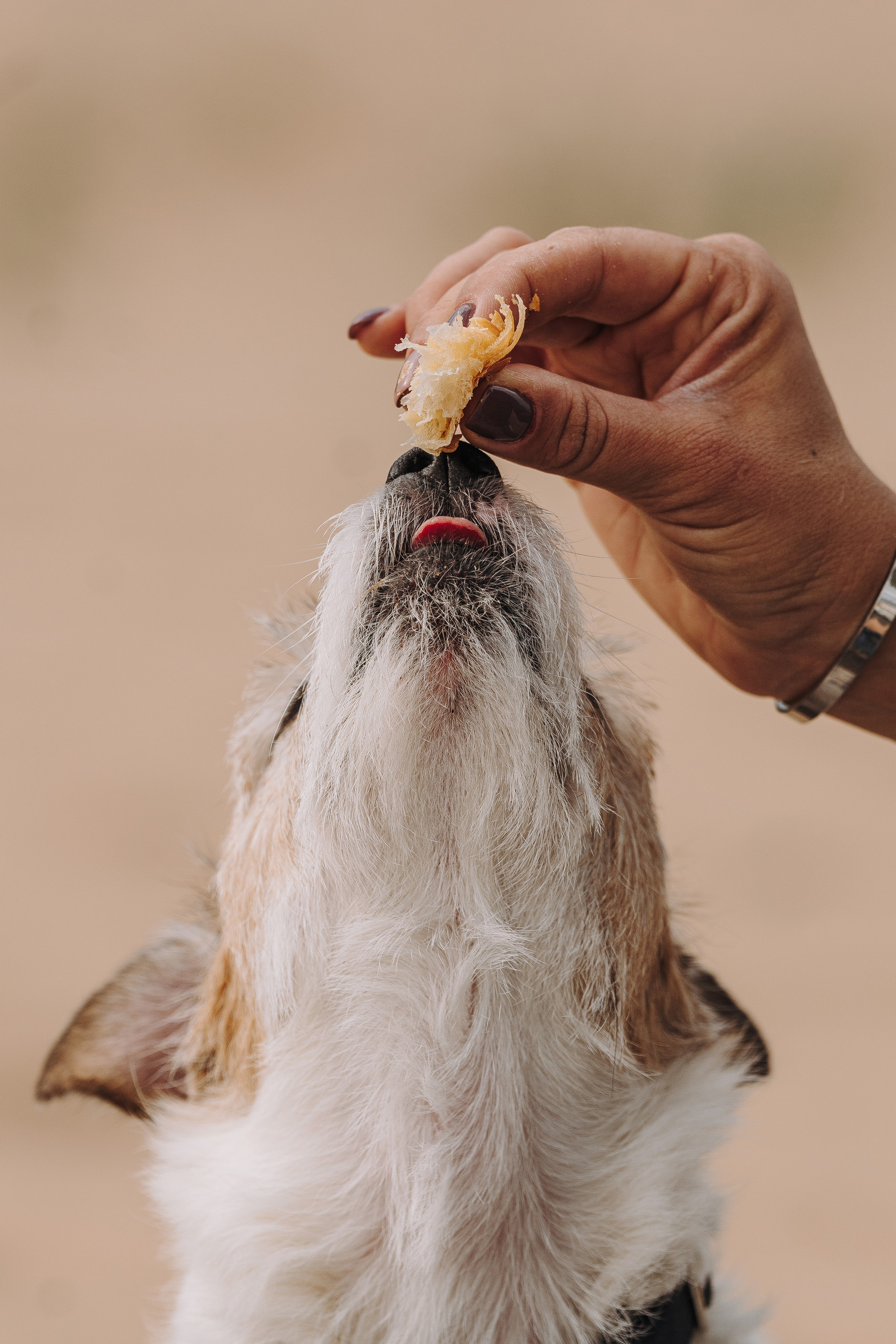 Оля, Ларс и Лукас. Фотограф анималист в Спб недорого Олеся Майорова