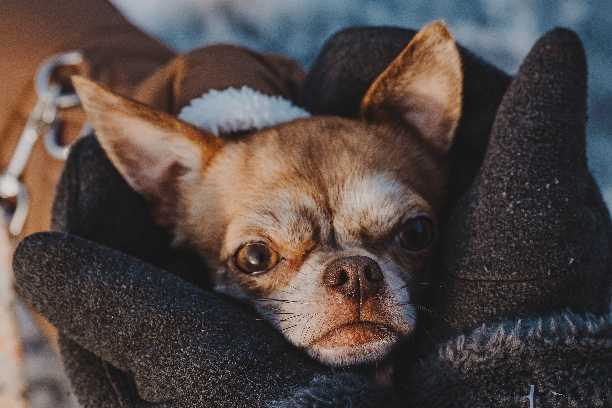 Наталия и Боря. Фотограф анималист в Спб недорого Олеся Майорова
