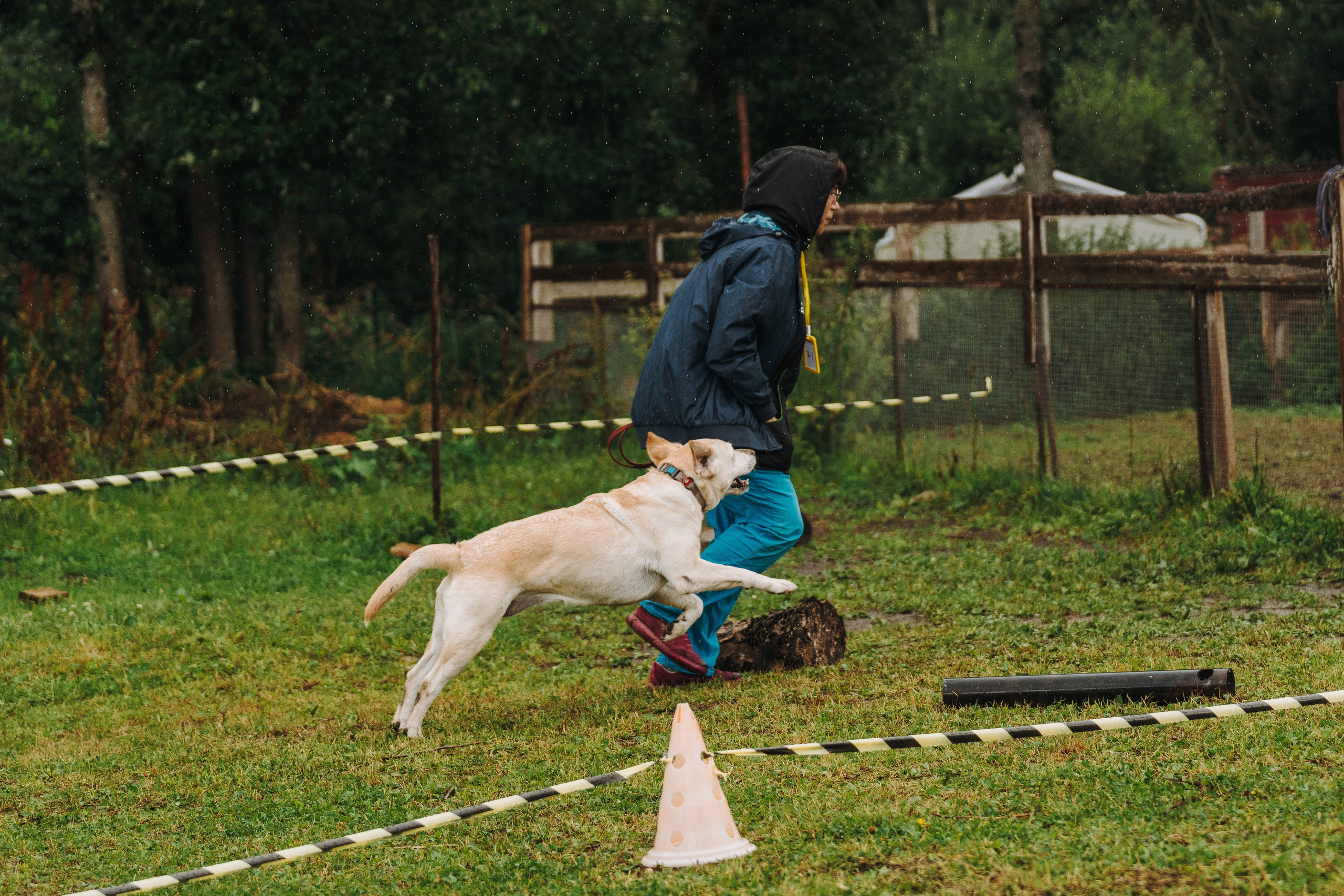 Соревнования по ноузворку в Новожилово. Фотограф анималист в Спб недорого Олеся Майорова