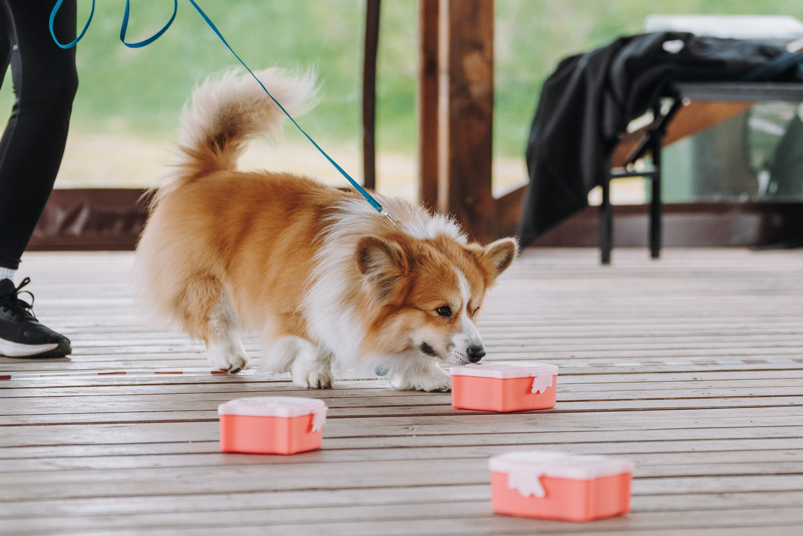 Соревнования по ноузворку в Лосево. Фотограф анималист в Спб недорого Олеся Майорова