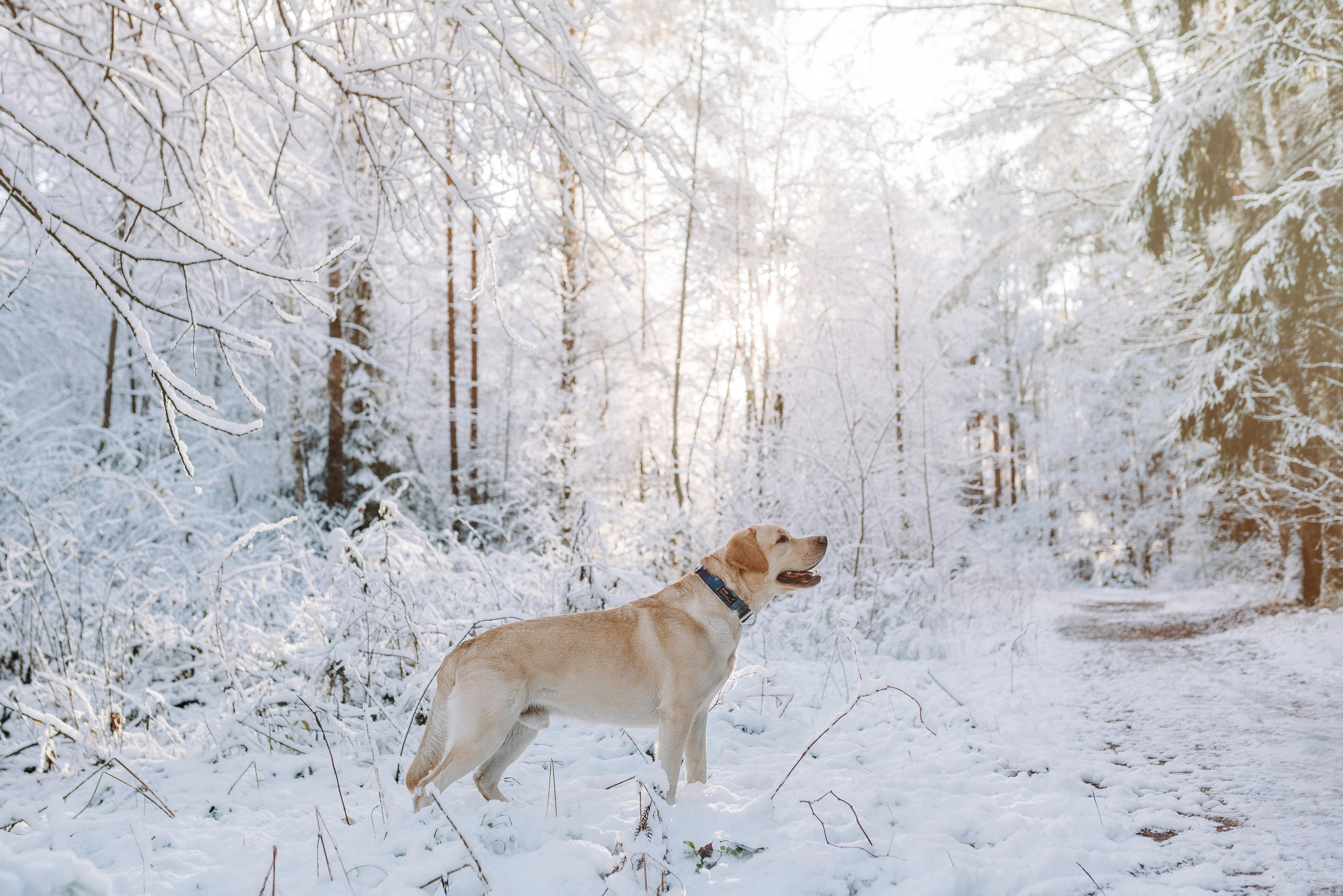 Аня и Честер. Фотограф анималист в Спб недорого Олеся Майорова