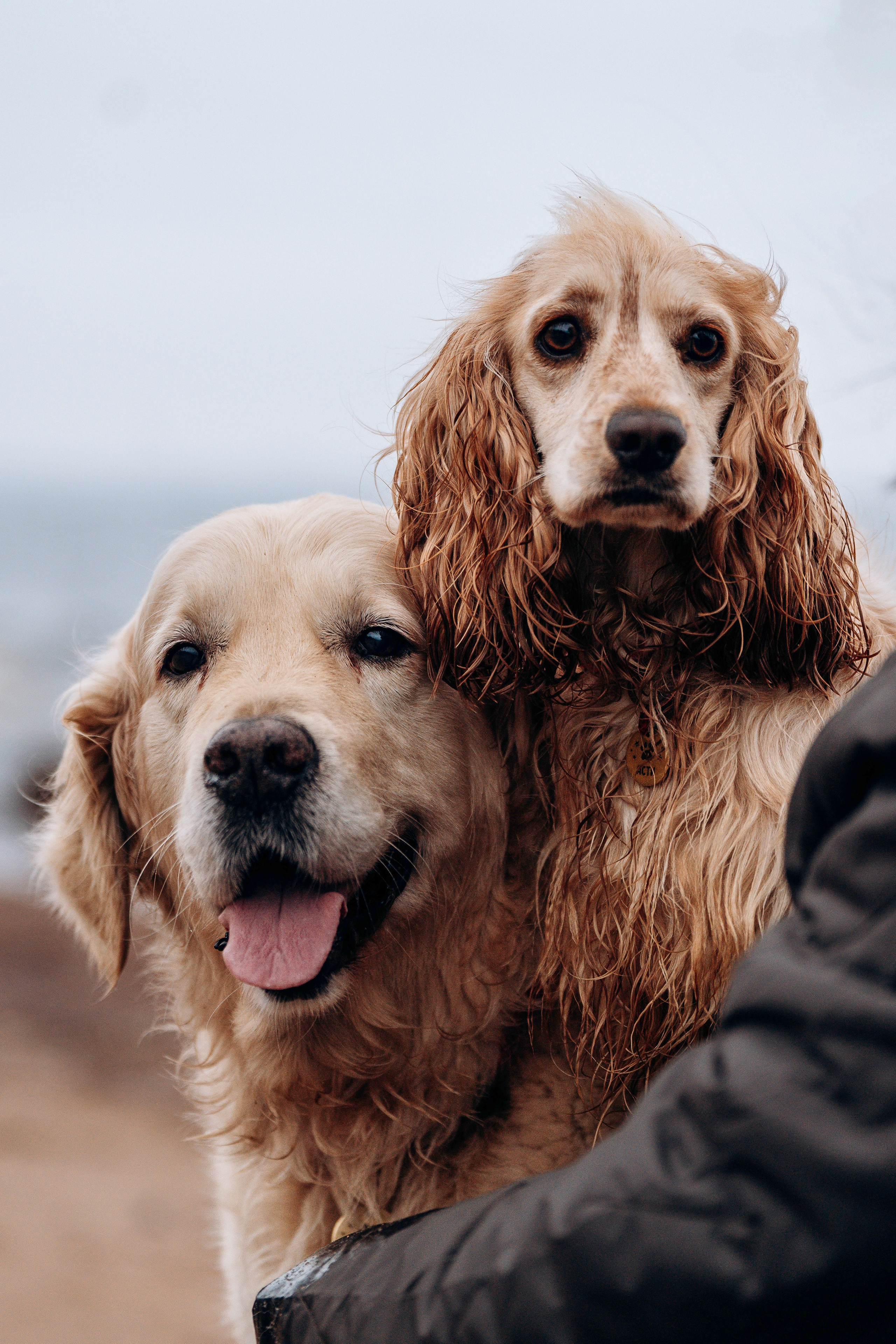 Асти, Крис и Александра. Фотограф анималист в Спб недорого Олеся Майорова