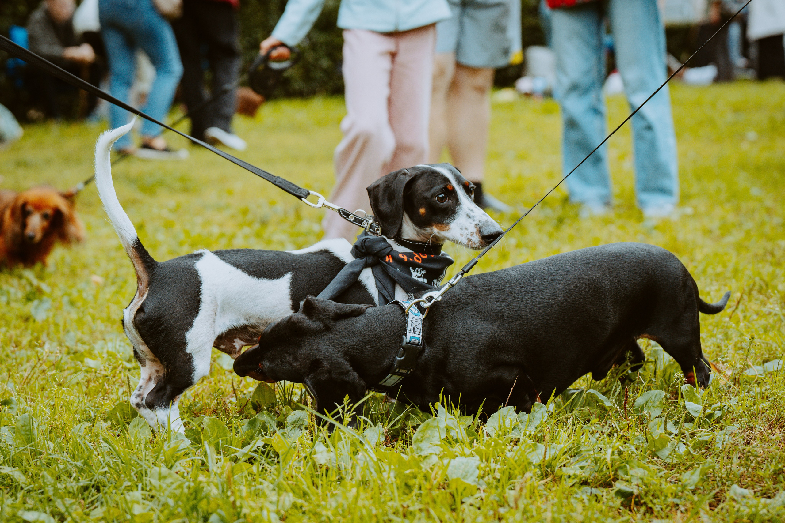 Такспарад. Фотограф анималист в Спб недорого Олеся Майорова