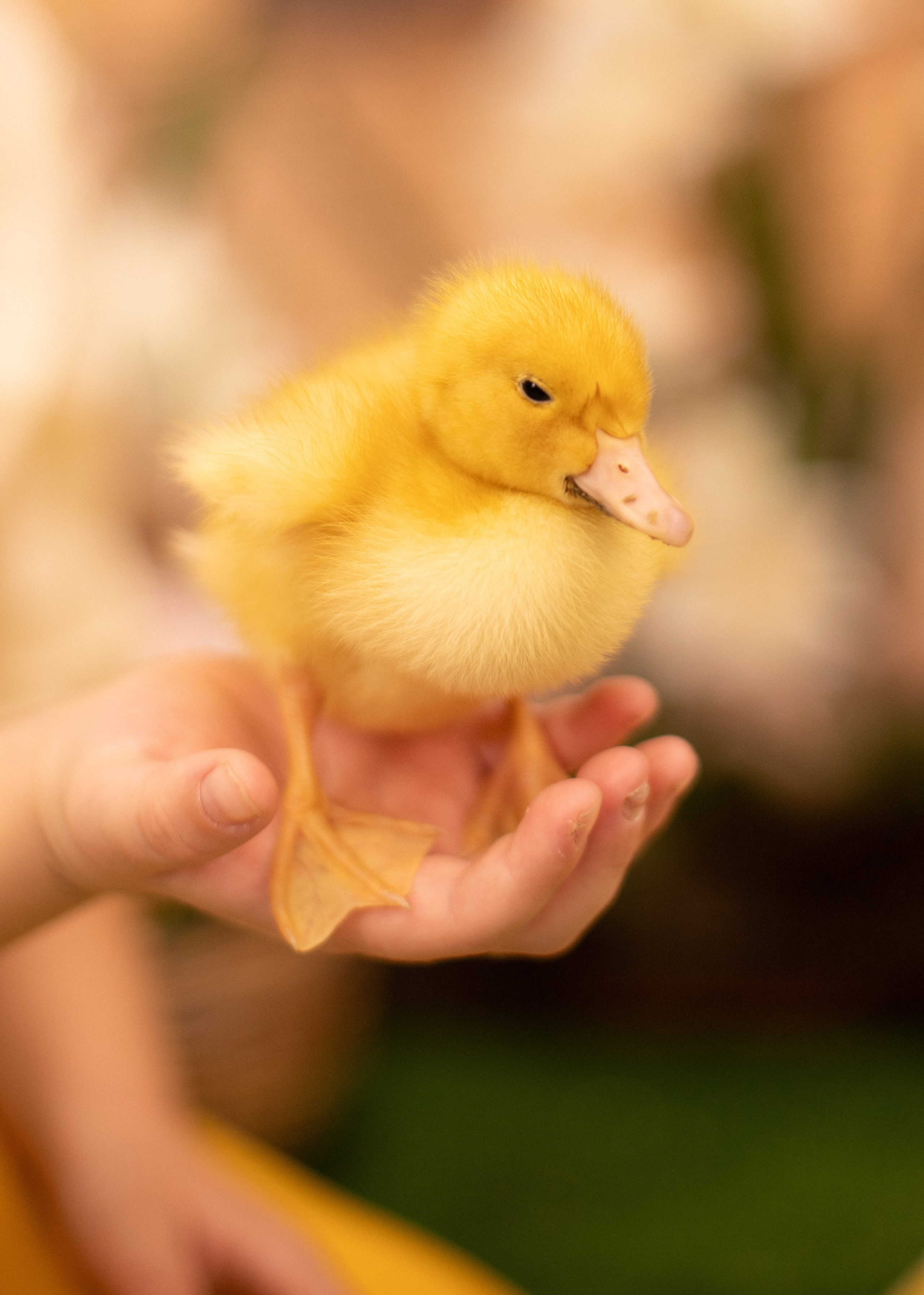 Пасха Утята. Лучший фотограф Краснодара (по версии моей мамы)