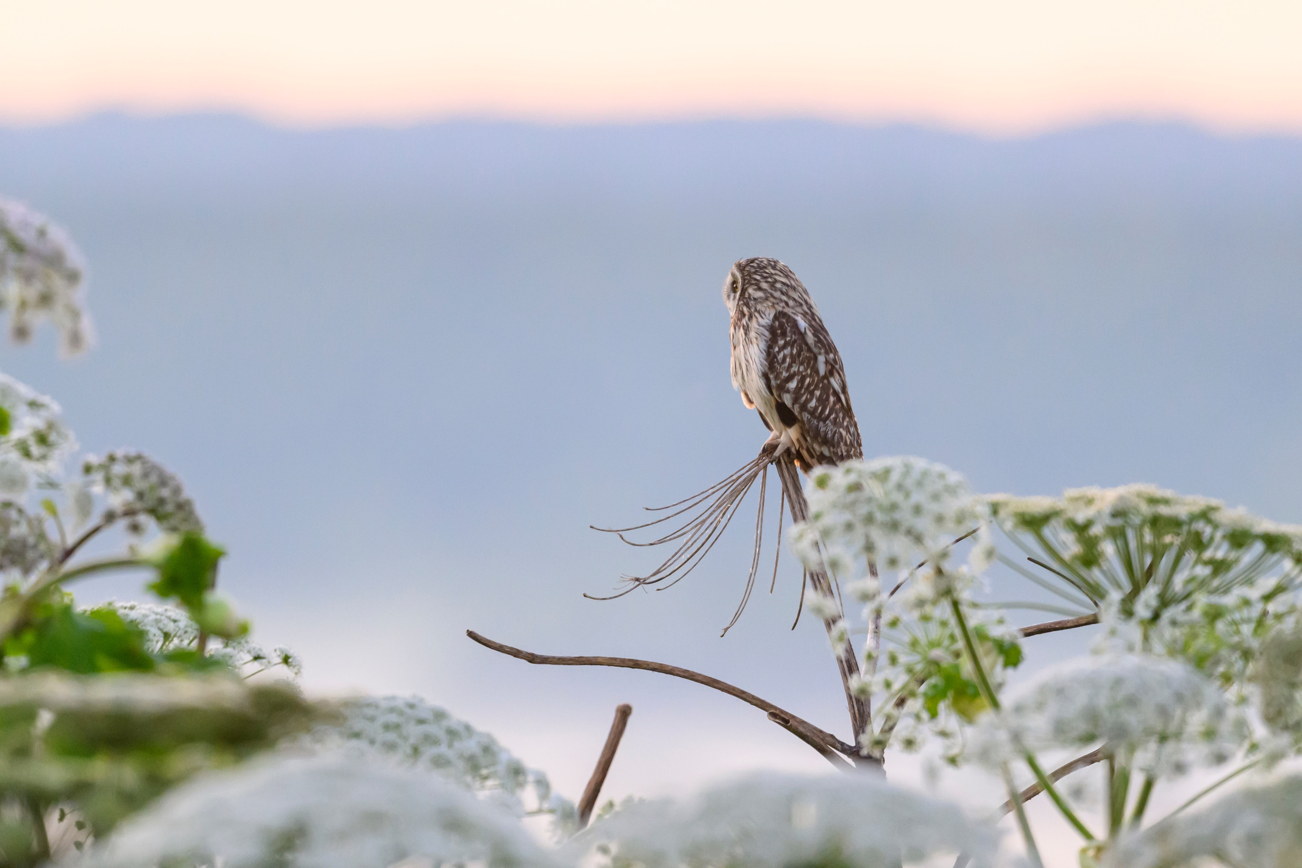 Short eared owl. Wildlife photography by Sergey Puponin