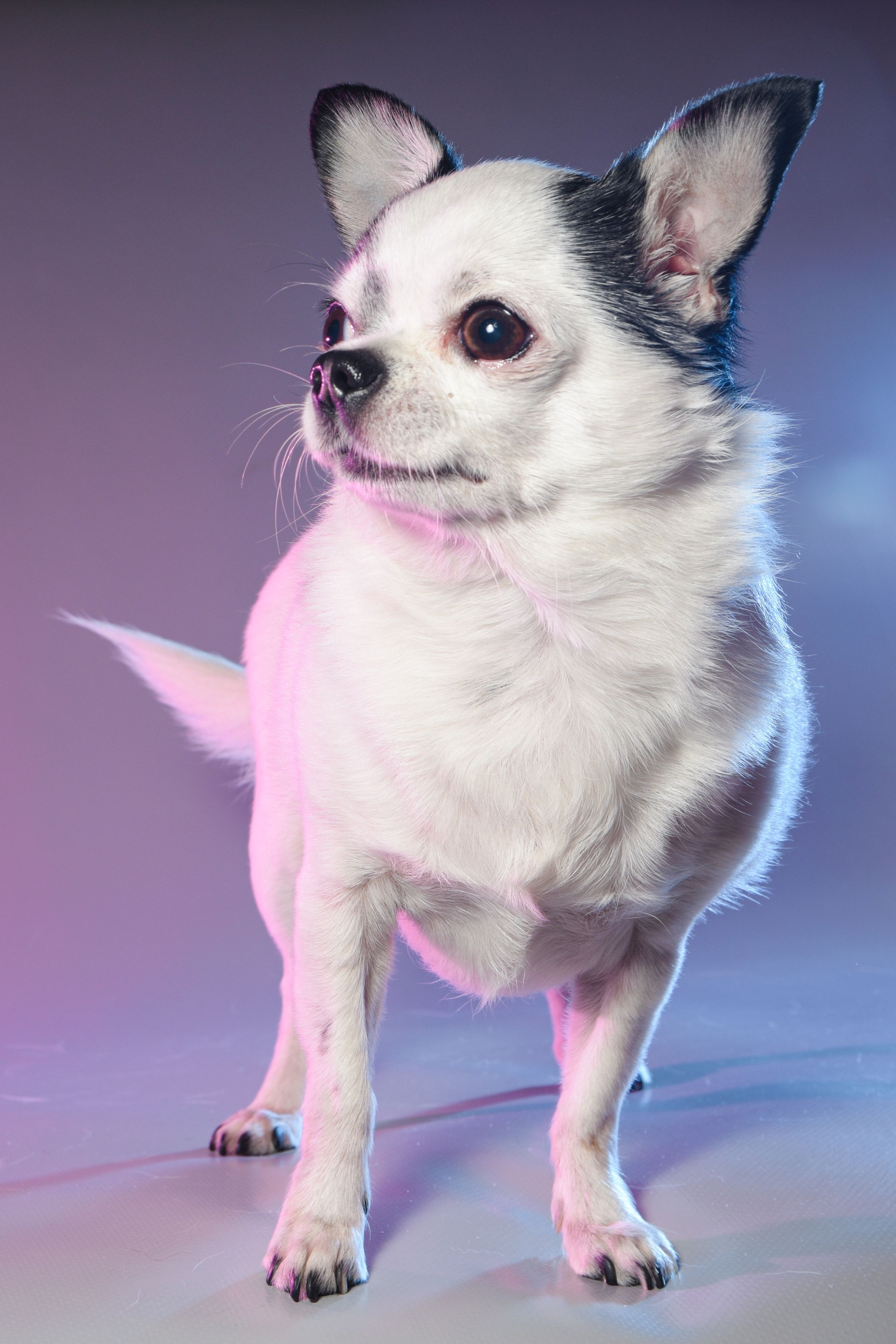 Фотограф домашних животных г. Минск