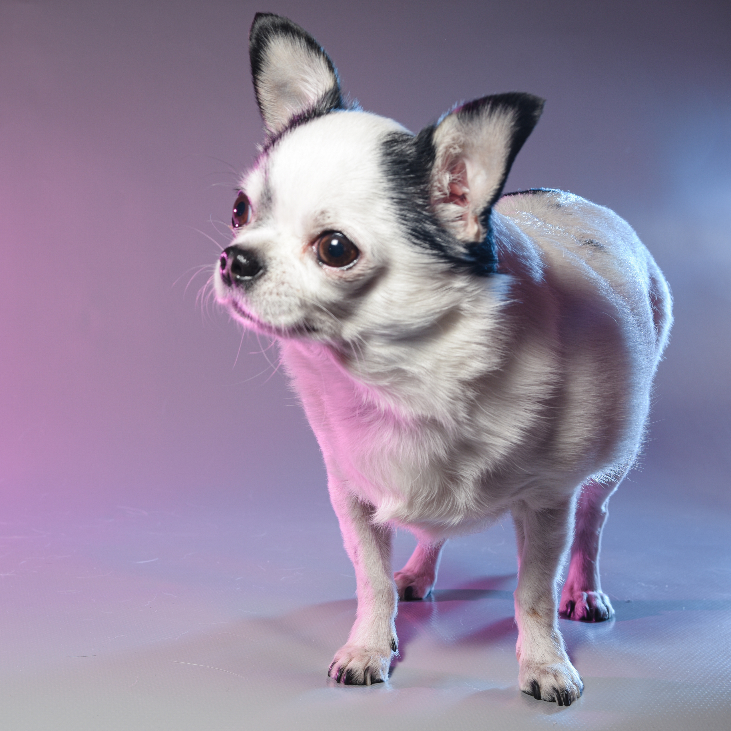 Фотограф домашних животных г. Минск