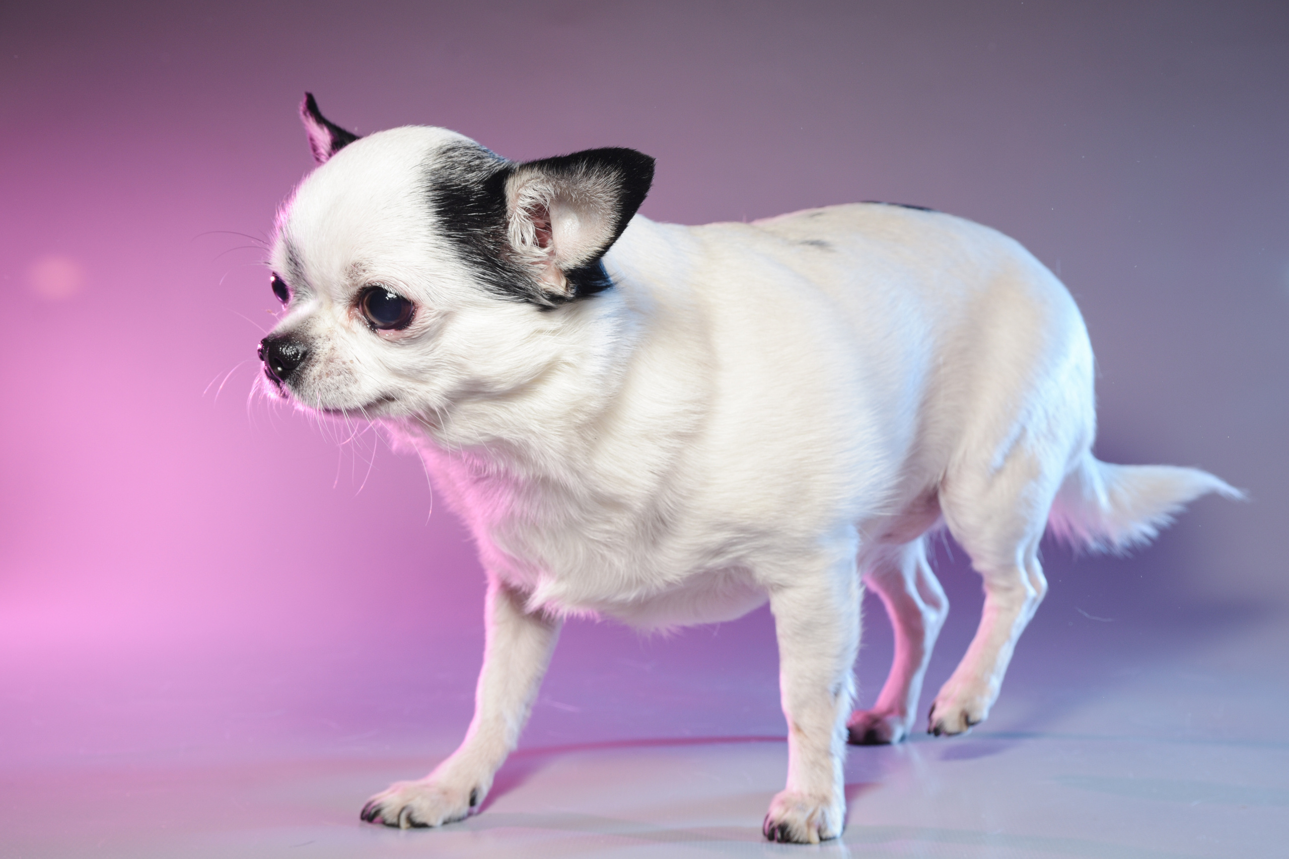 Фотограф домашних животных г. Минск