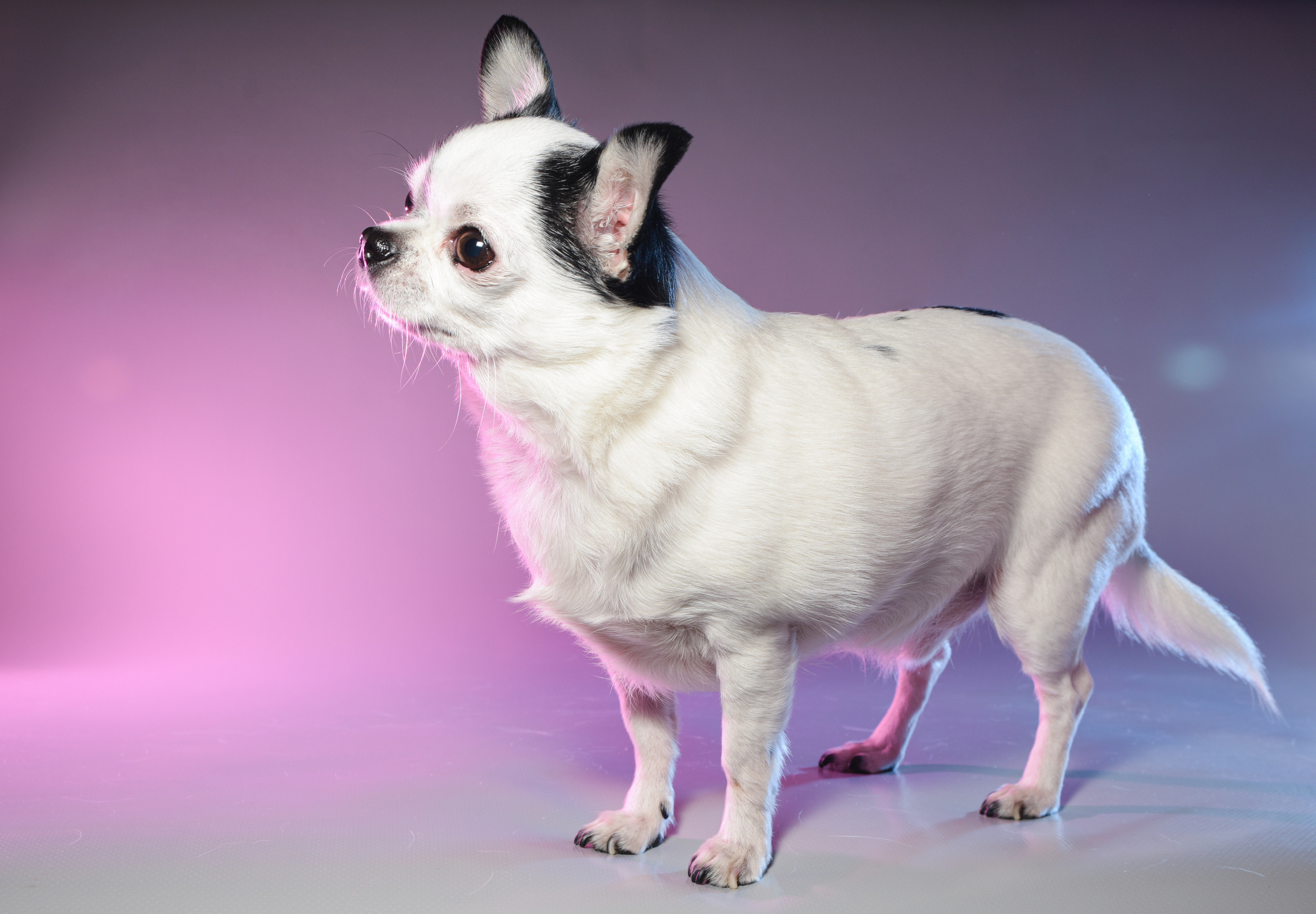 Фотограф домашних животных г. Минск