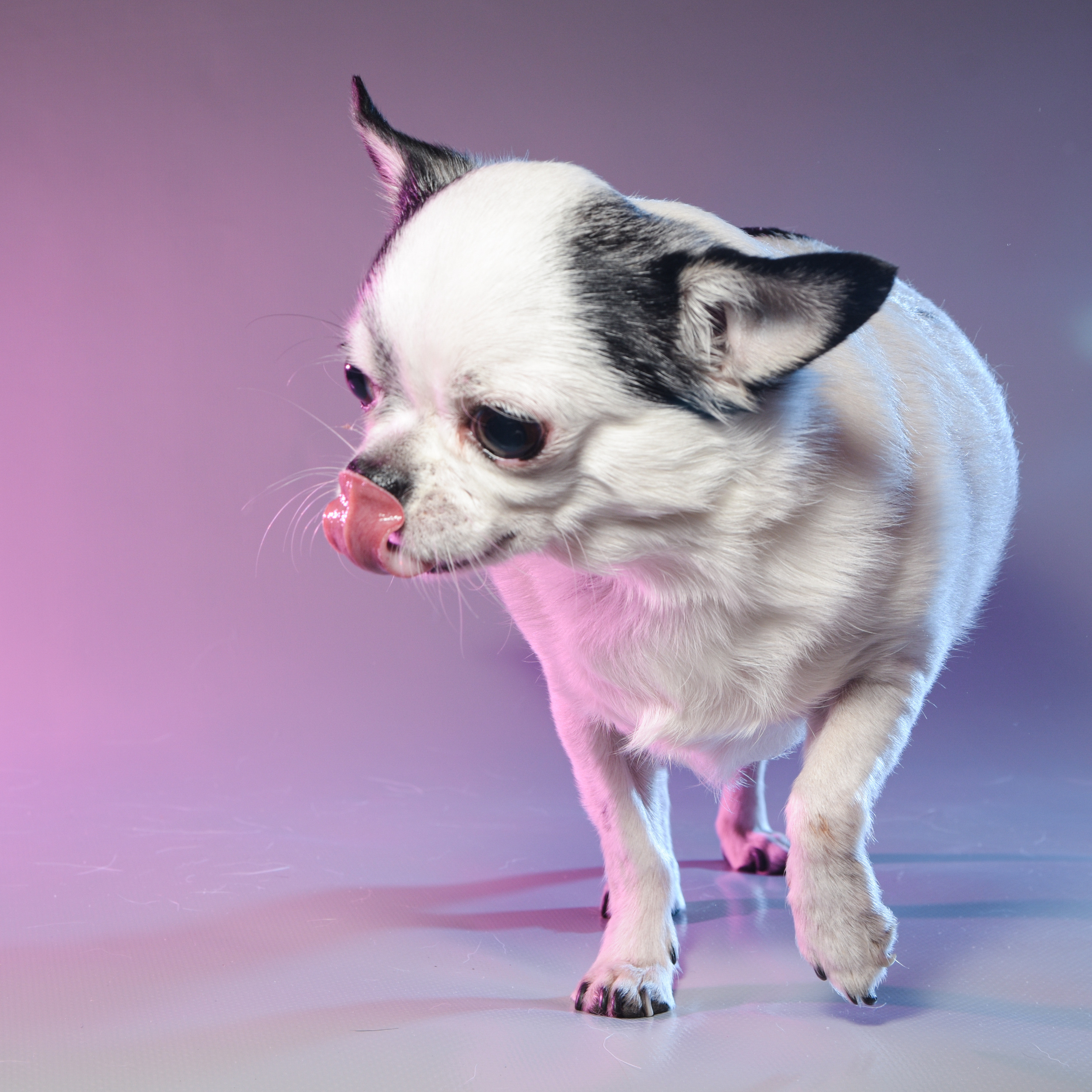 Фотограф домашних животных г. Минск