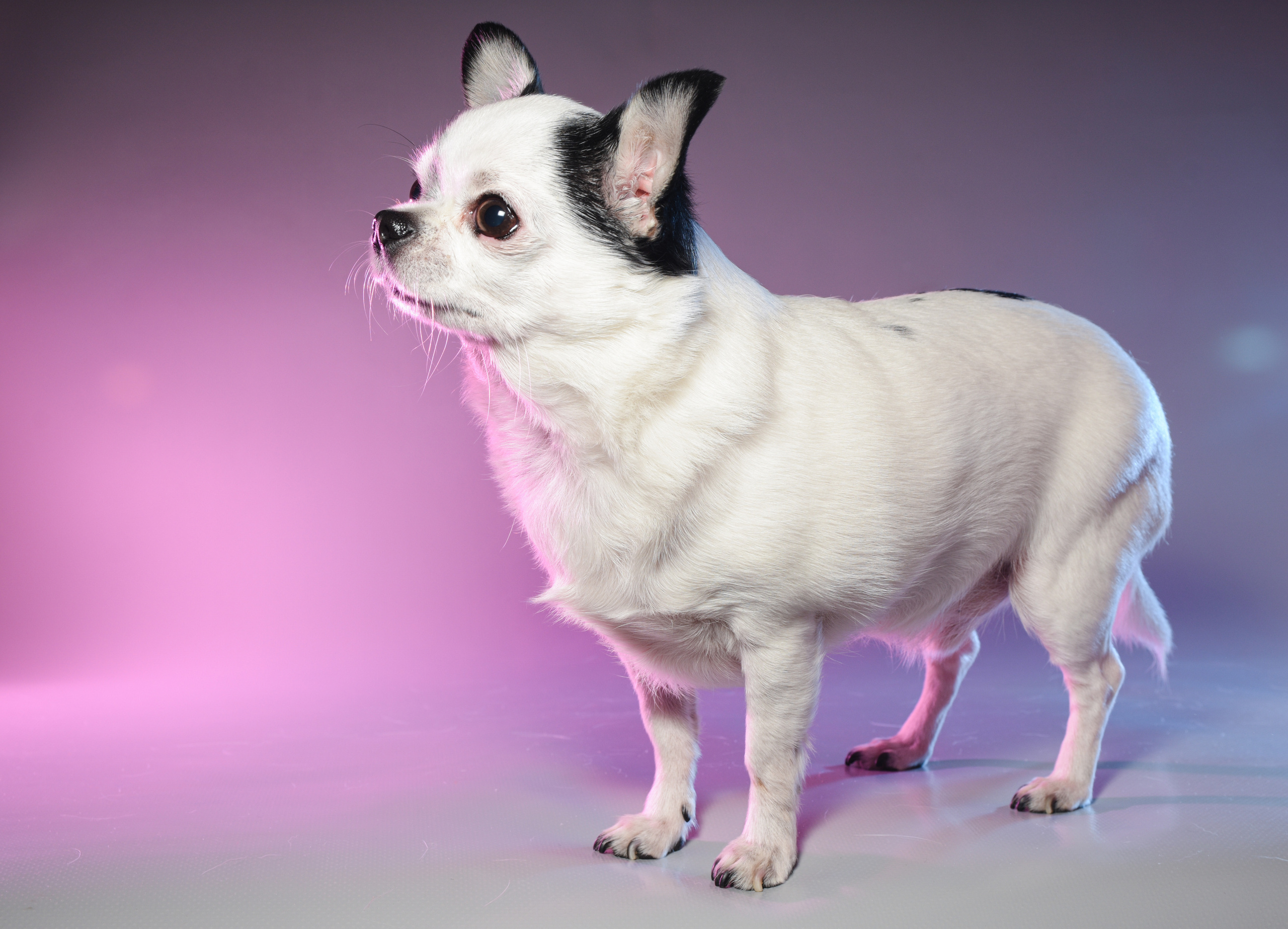 Фотограф домашних животных г. Минск