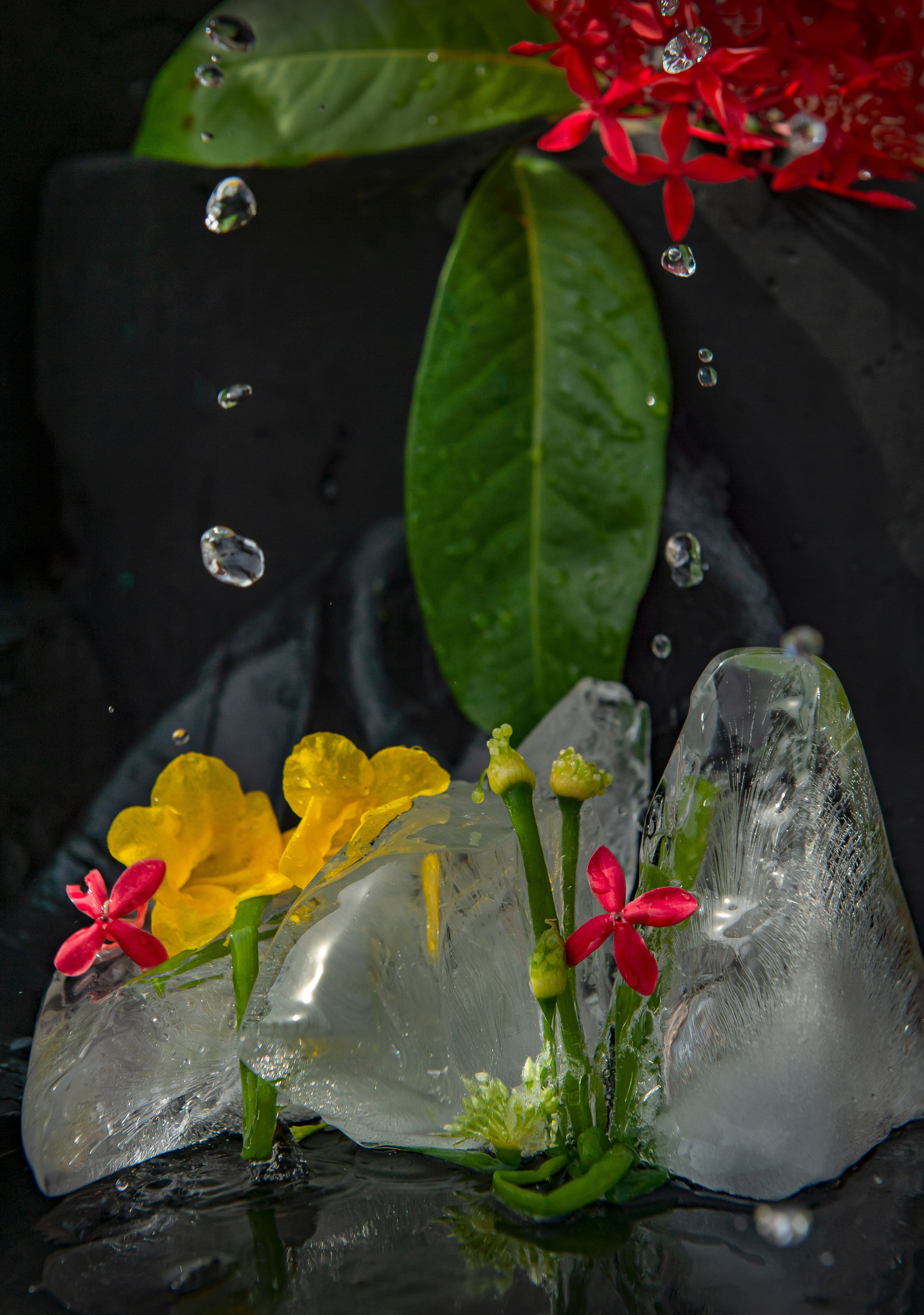 ADVERTISING. Denisgeorgievski