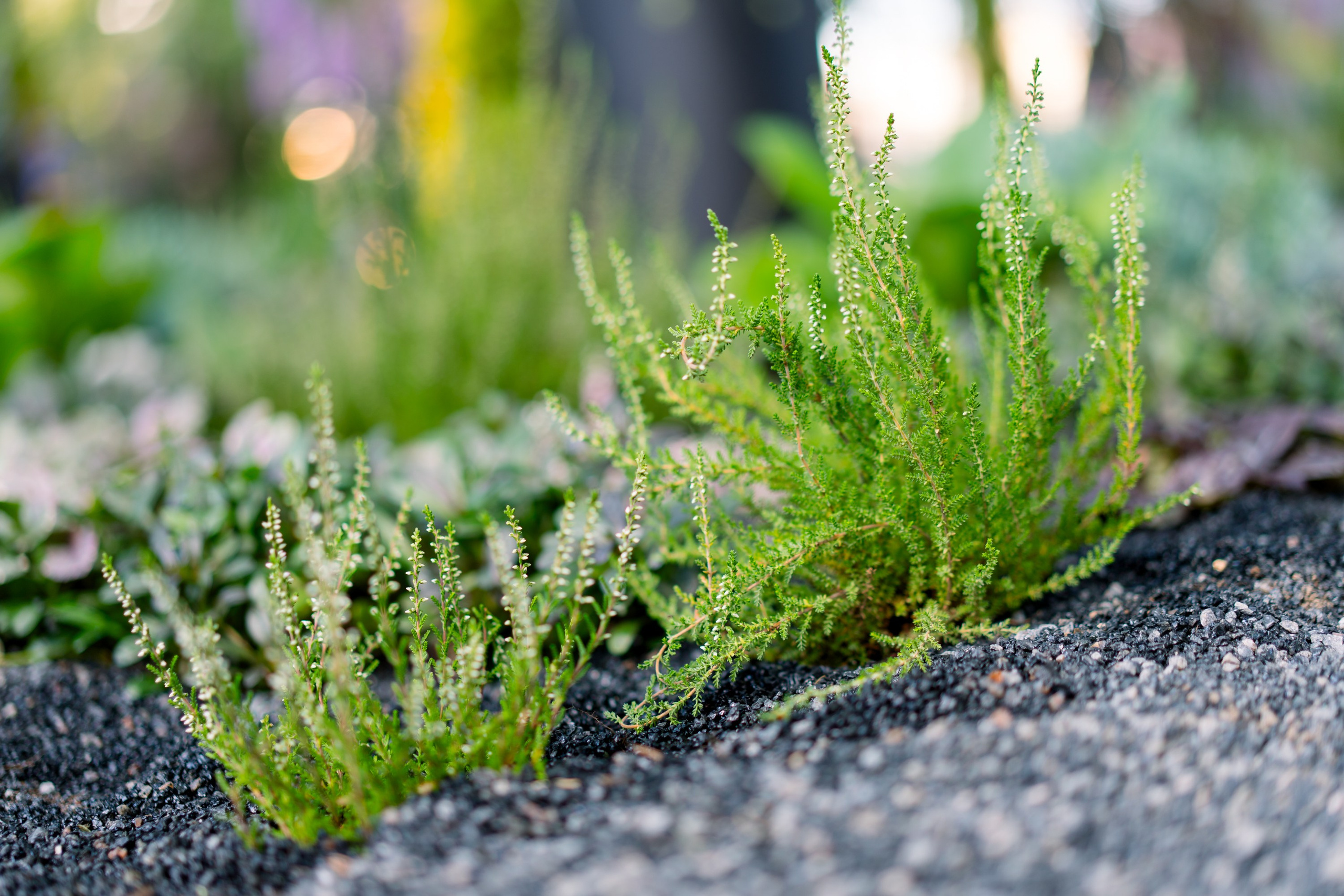 Сад Плеяд. Студия ландшафтного дизайна в Москве. Love My Garden
