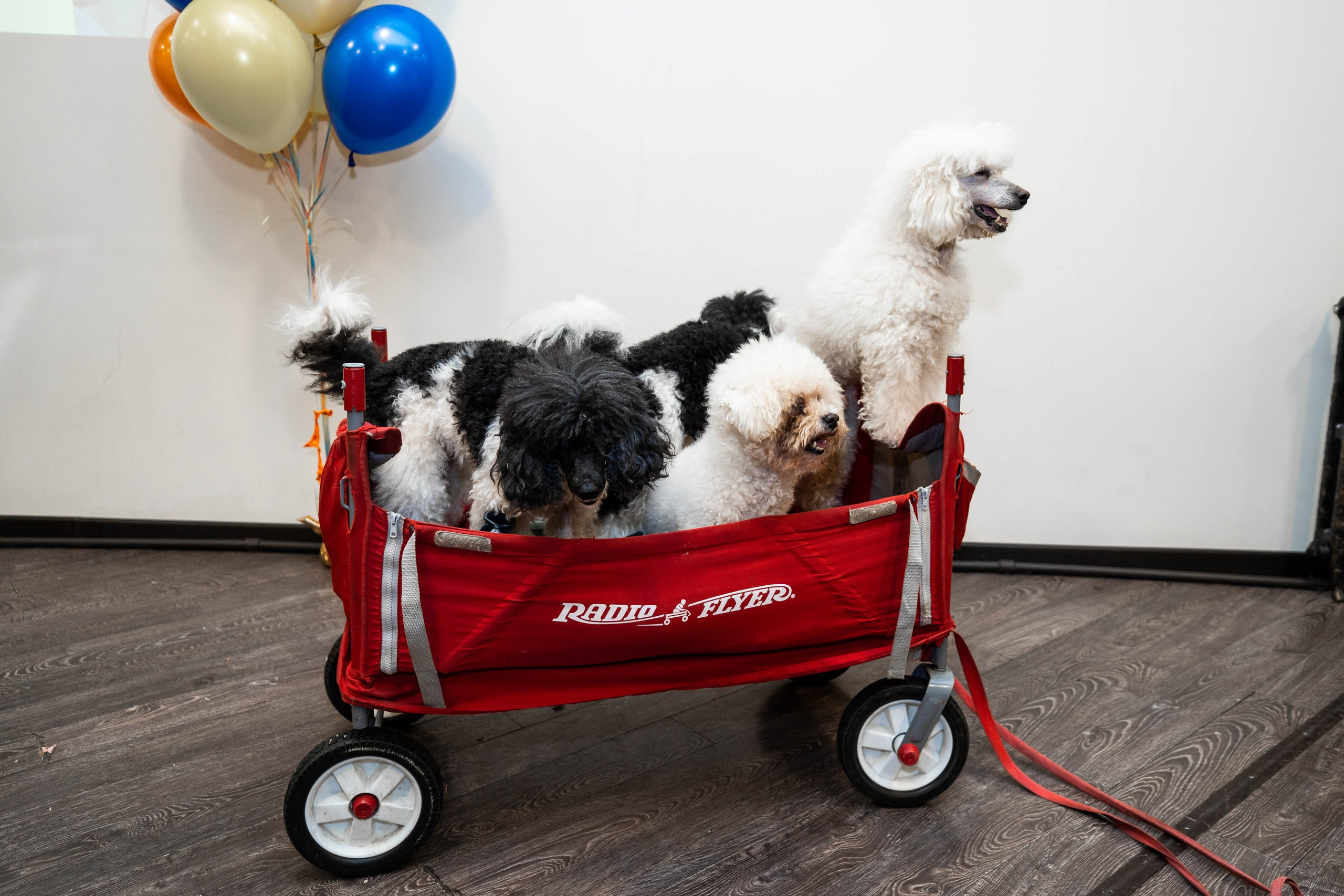 Даниэль h-day. Фотограф Абакумова Анастасия