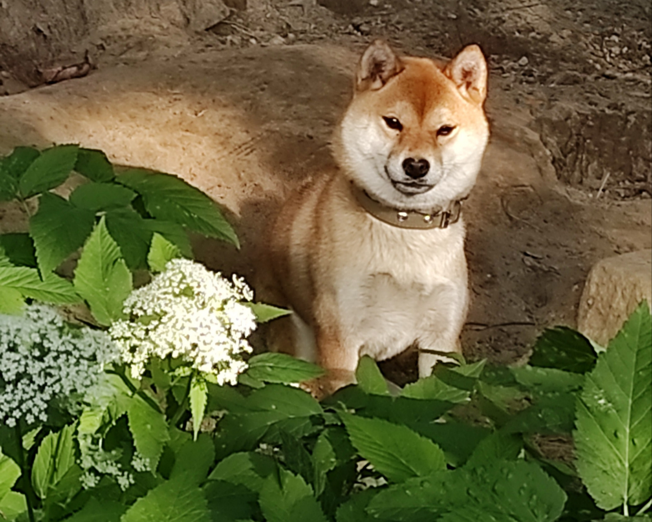 Сиба Rubylight Qiwi питомник Рубилайт 