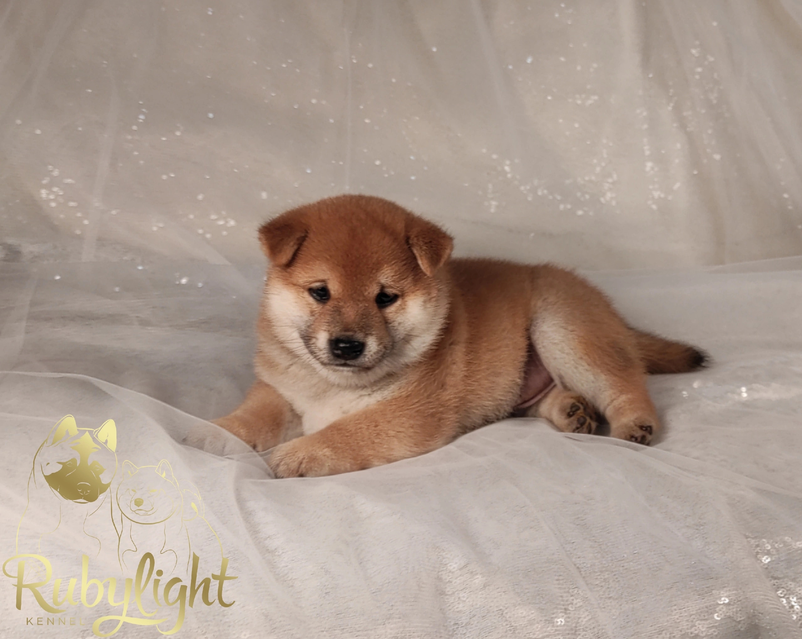 RUBYLIGHT Riki tiki tavi сиба питомник Рубилайт