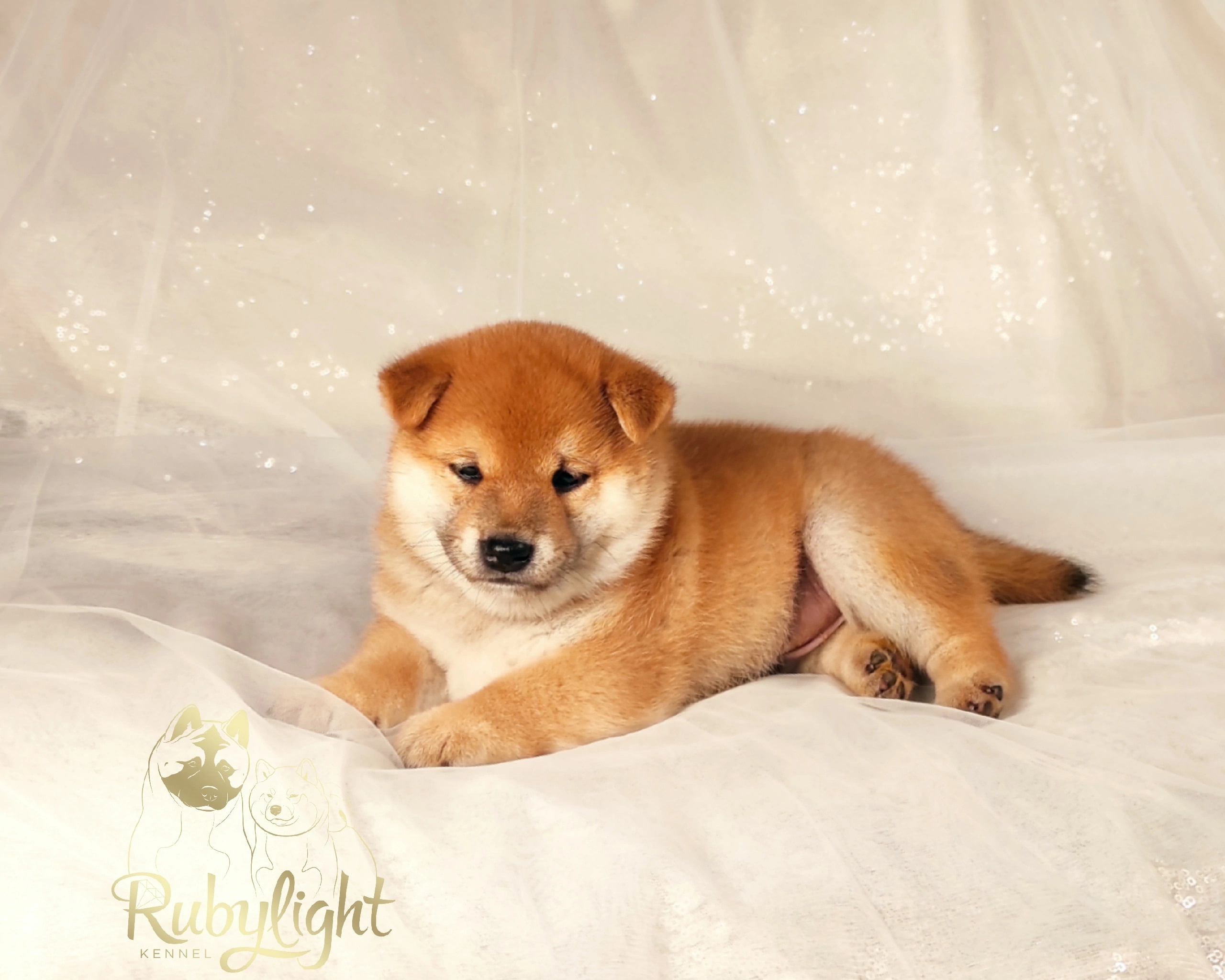 RUBYLIGHT Riki tiki tavi сиба питомник Рубилайт