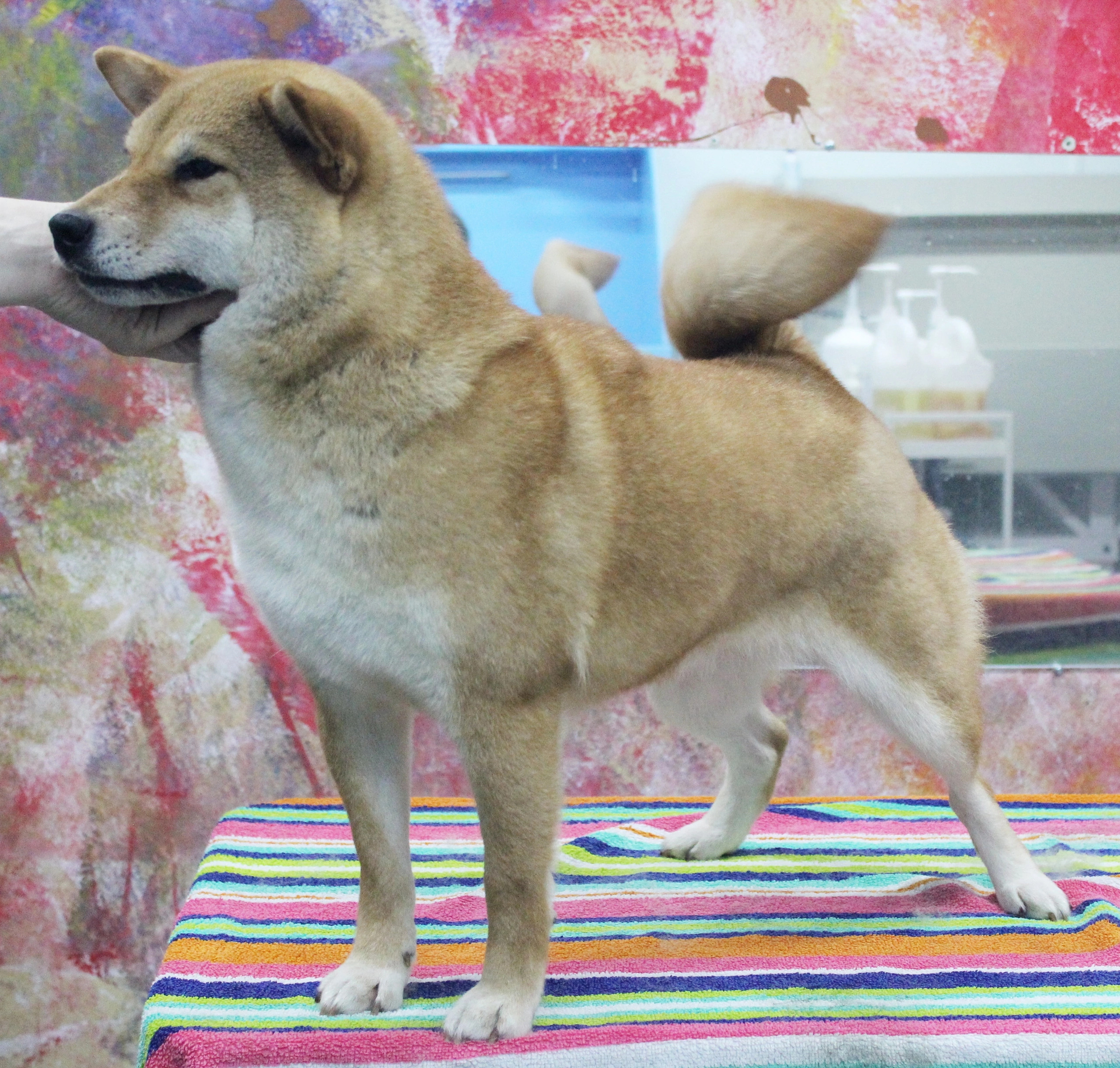 Питомник Рубилайт Сиба Эми* Exceligmos Zaffiro Verde 