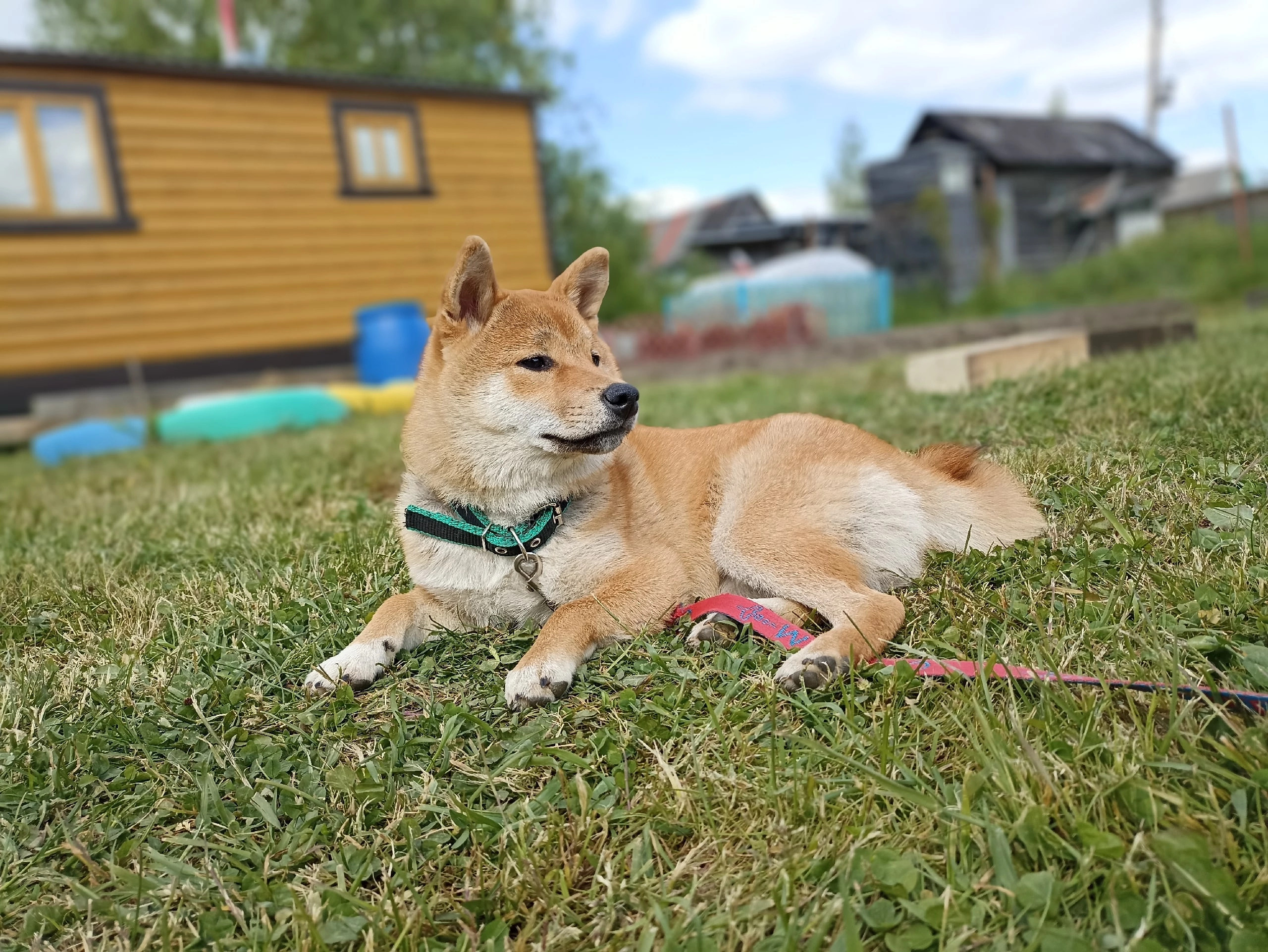 сиба питомник Рубилайт щенки на продажу rubylight  сиба щенки купить Шиба сиба-ину