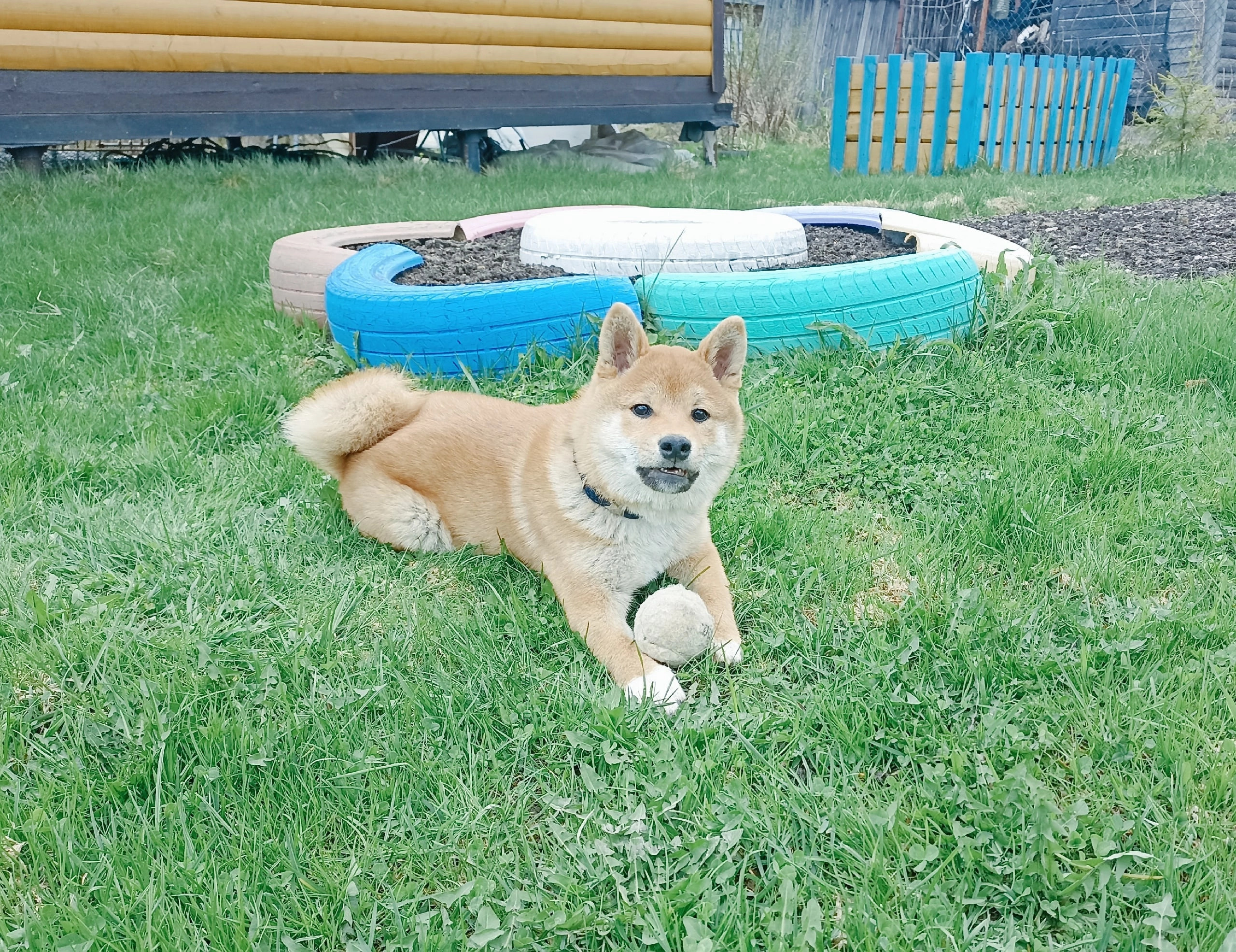 сиба питомник Рубилайт щенки на продажу rubylight  сиба щенки купить Шиба сиба-ину