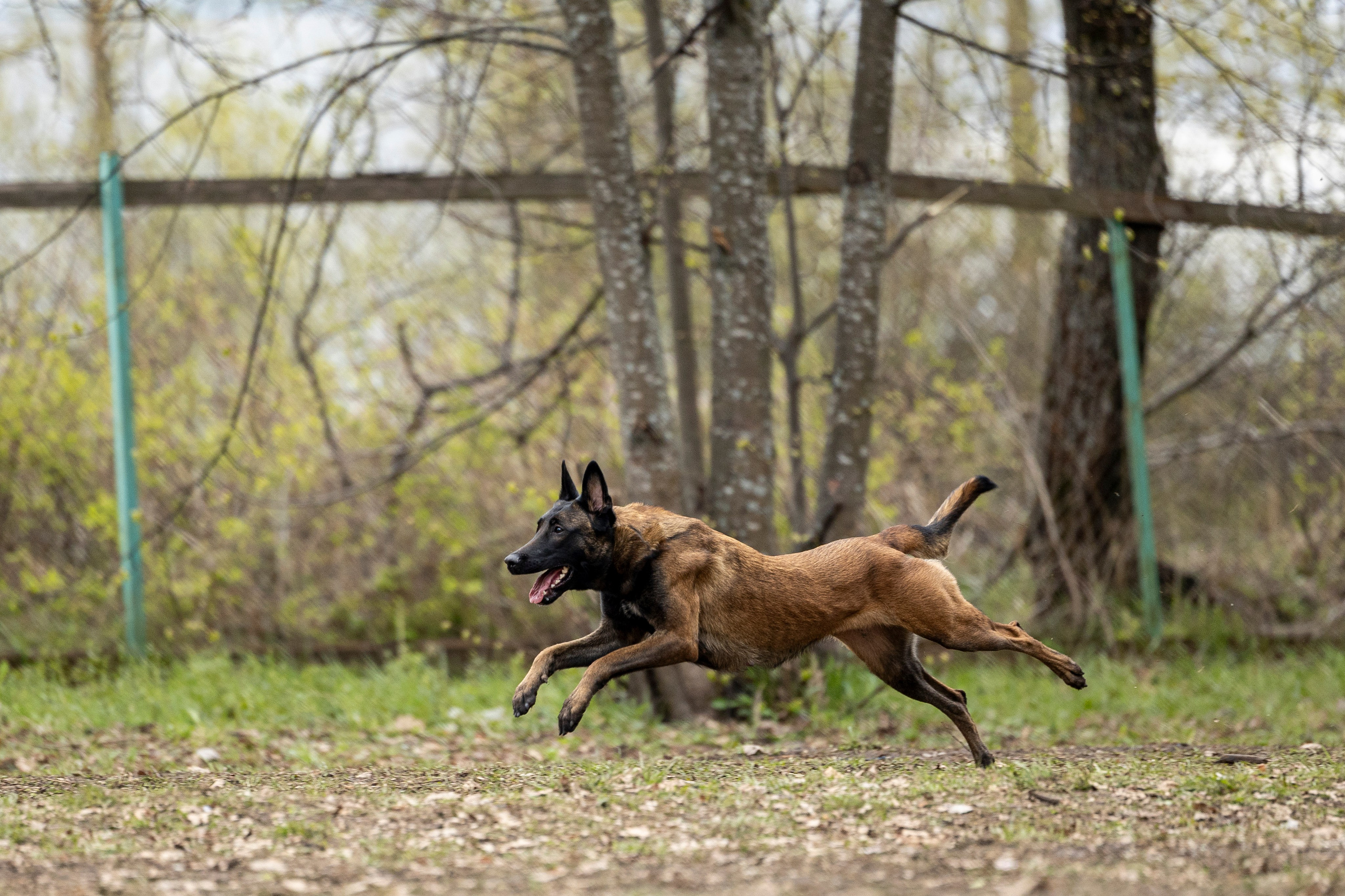 Квалификационные состязания по мондьорингу г. Вологда 11.05.24. Фотограф-анималист Анна Маринич