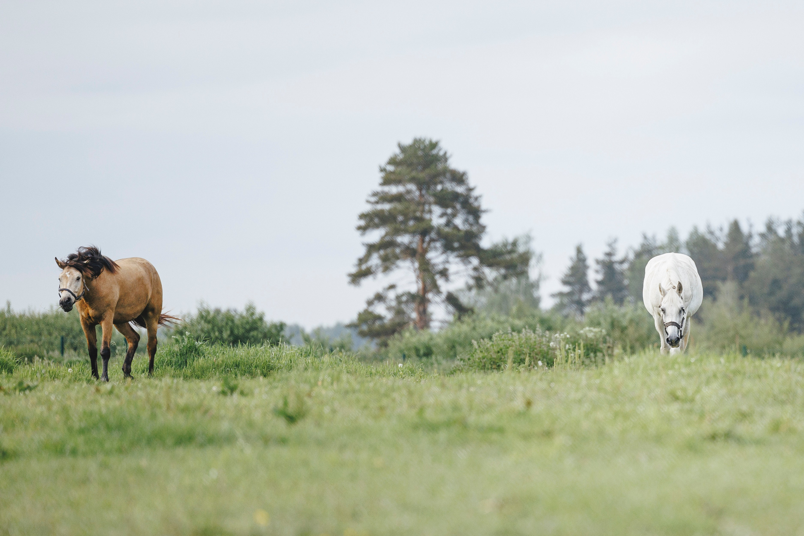Керро поле. Фотограф-анималист Анна Маринич