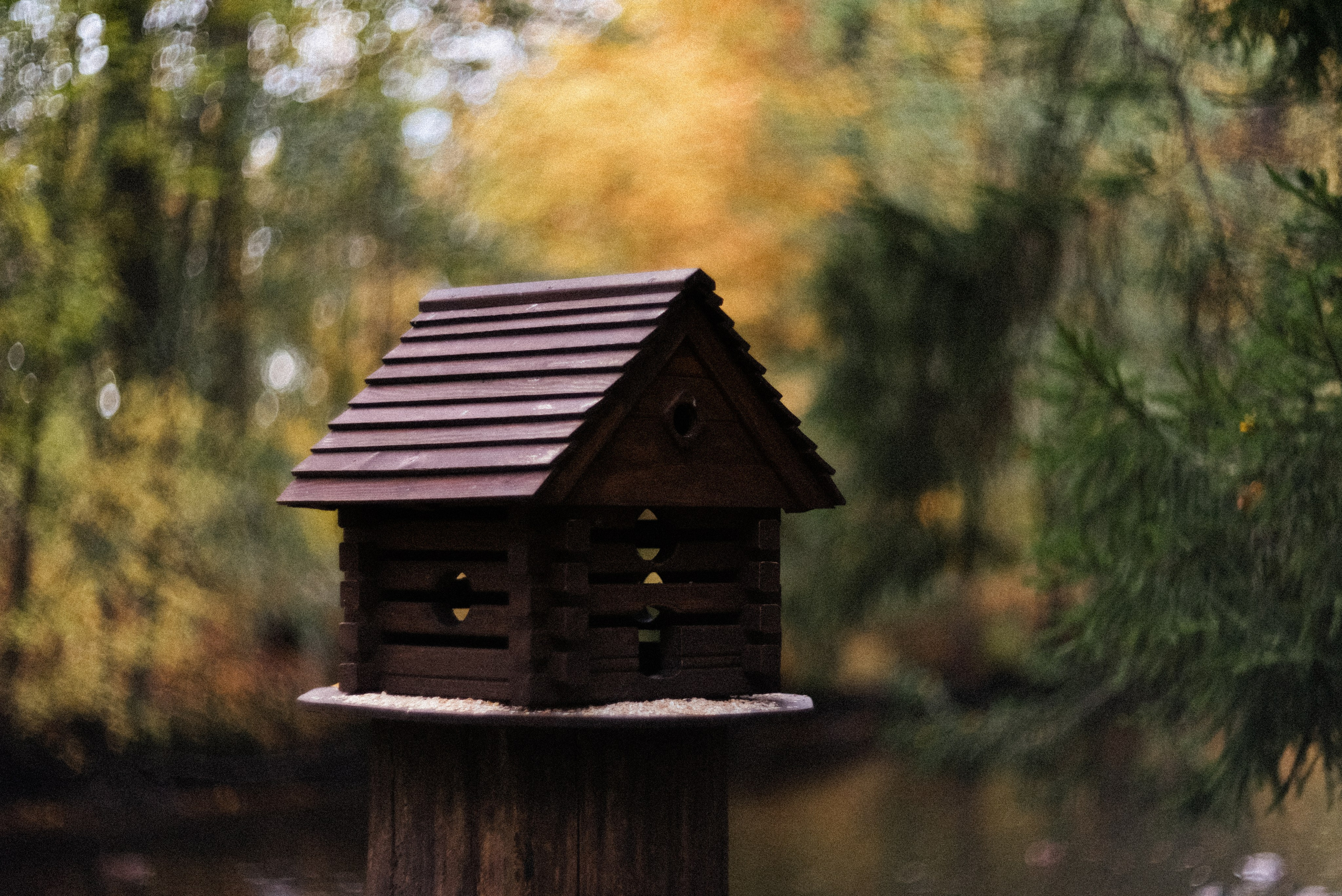 Autumn. Свадебный фотограф Санкт-Петербург DanyaPhotoart