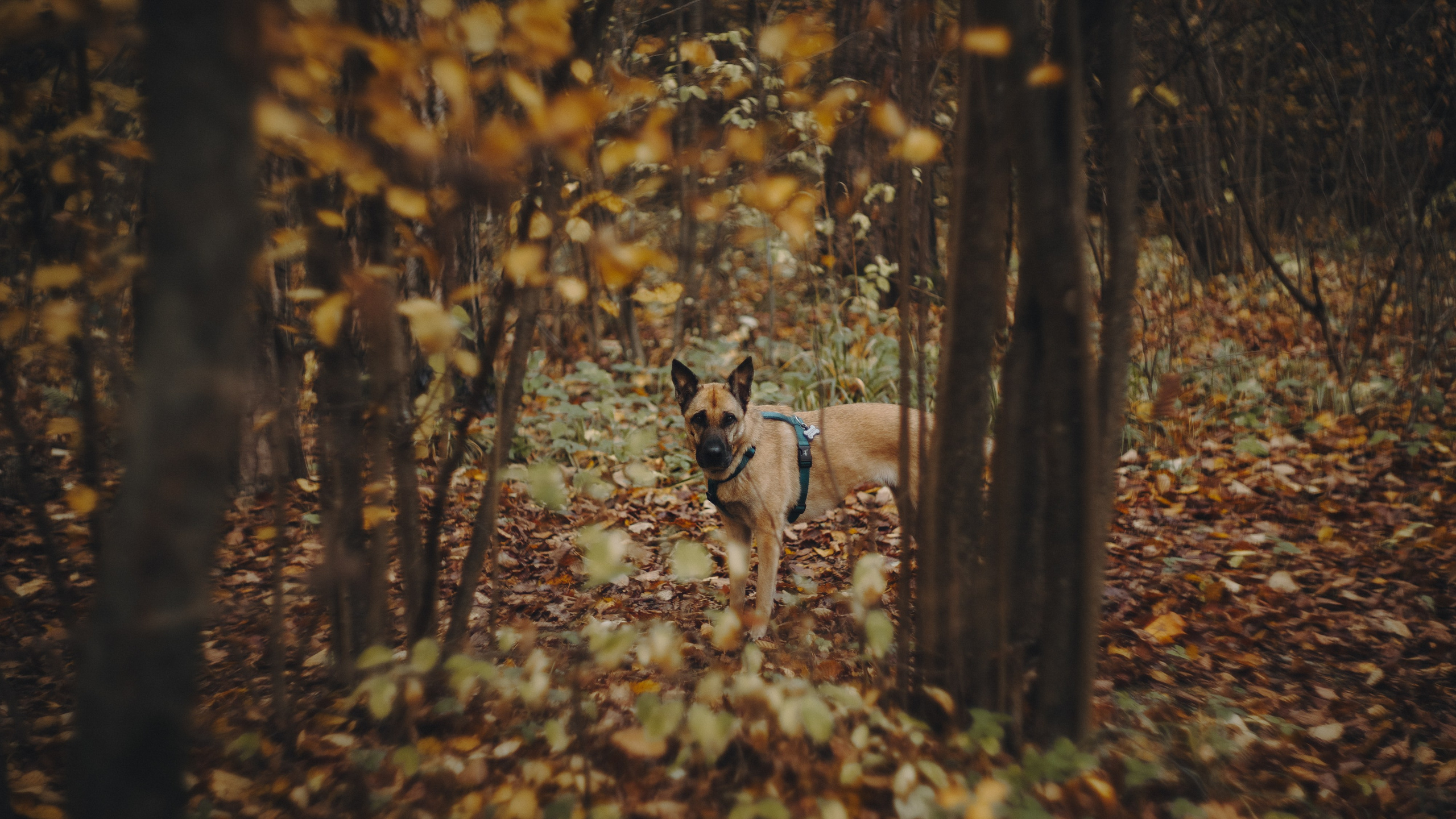 Наталия, Иван и Урса. Фотограф анималист в Москве и Санкт-Петербурге Свиридова Анна