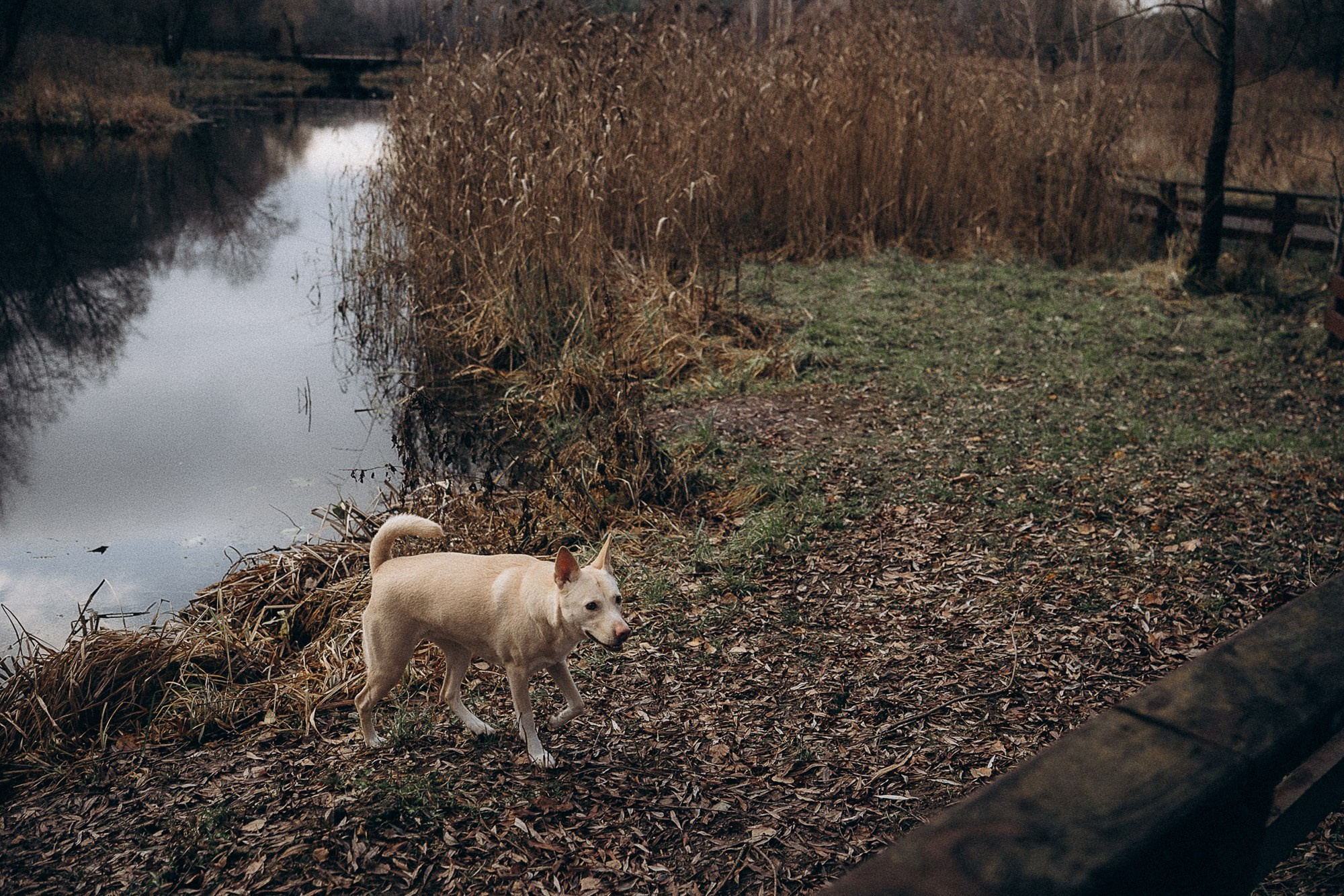 Туся. Фотограф анималист в Москве и Санкт-Петербурге Свиридова Анна