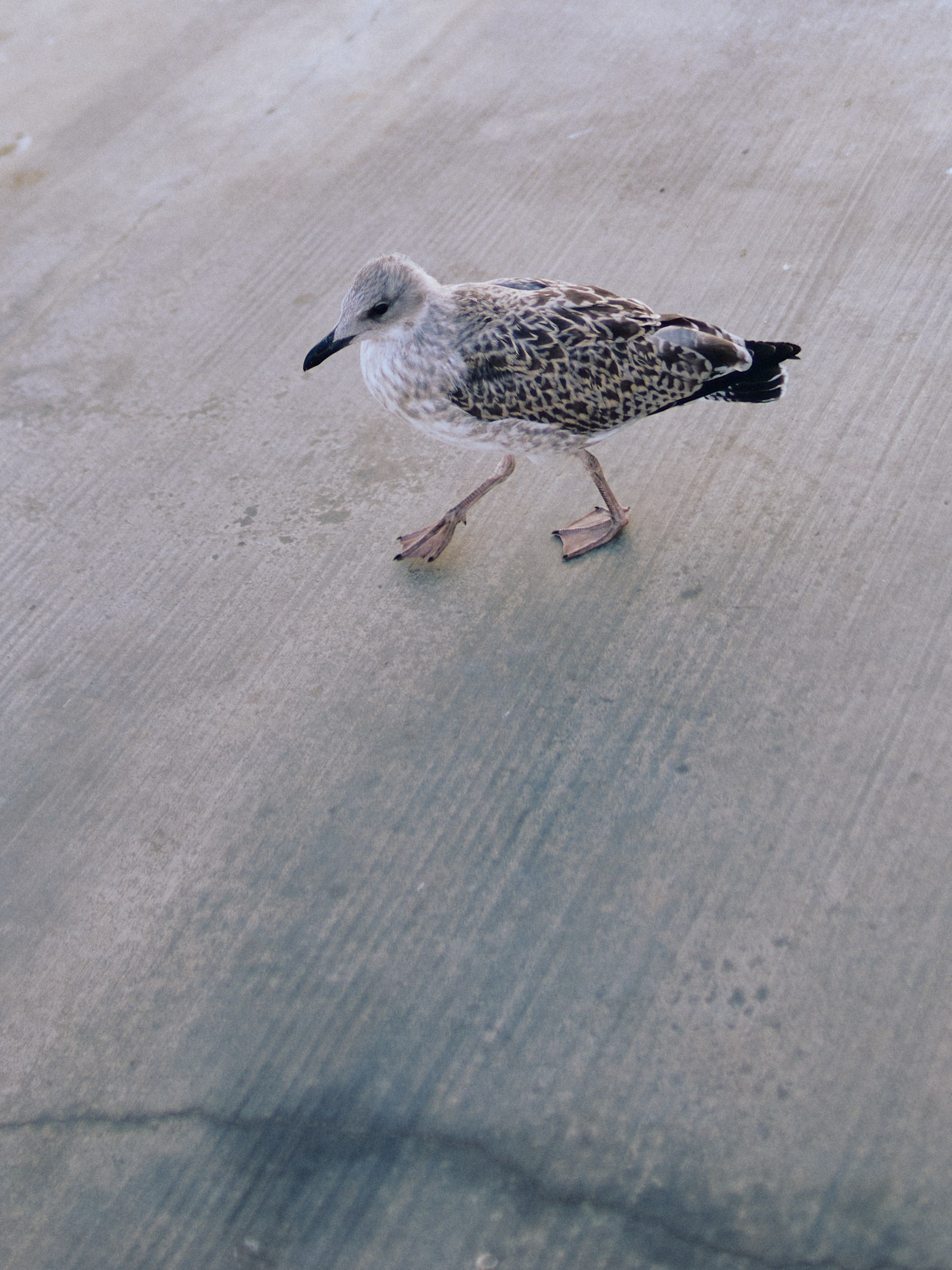 Другое 3. Jorgis Talè — photographer, kind person, teacher of arts and other mag