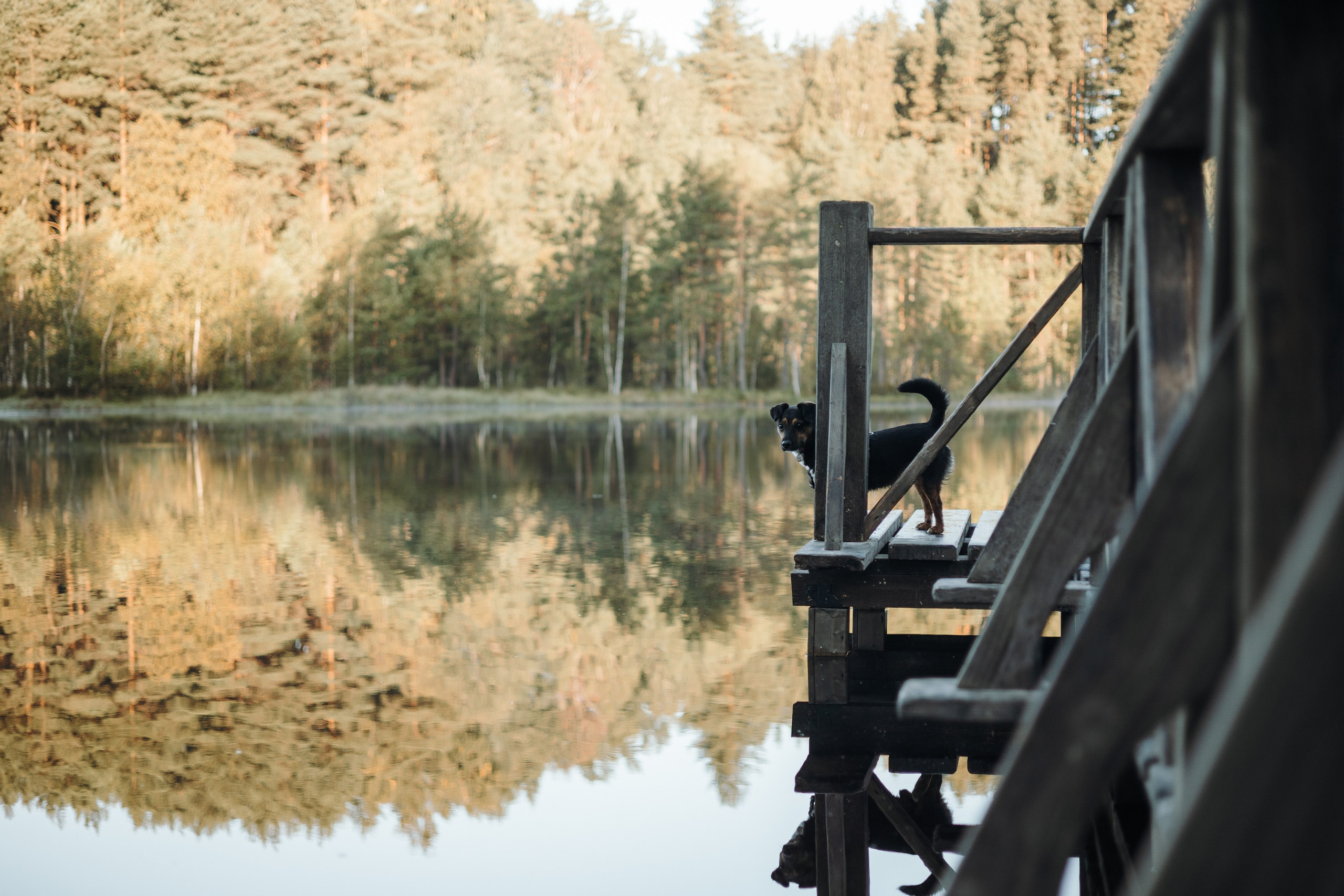 Ольга и Рекс. Фотограф — Анималист | Санкт-Петербург