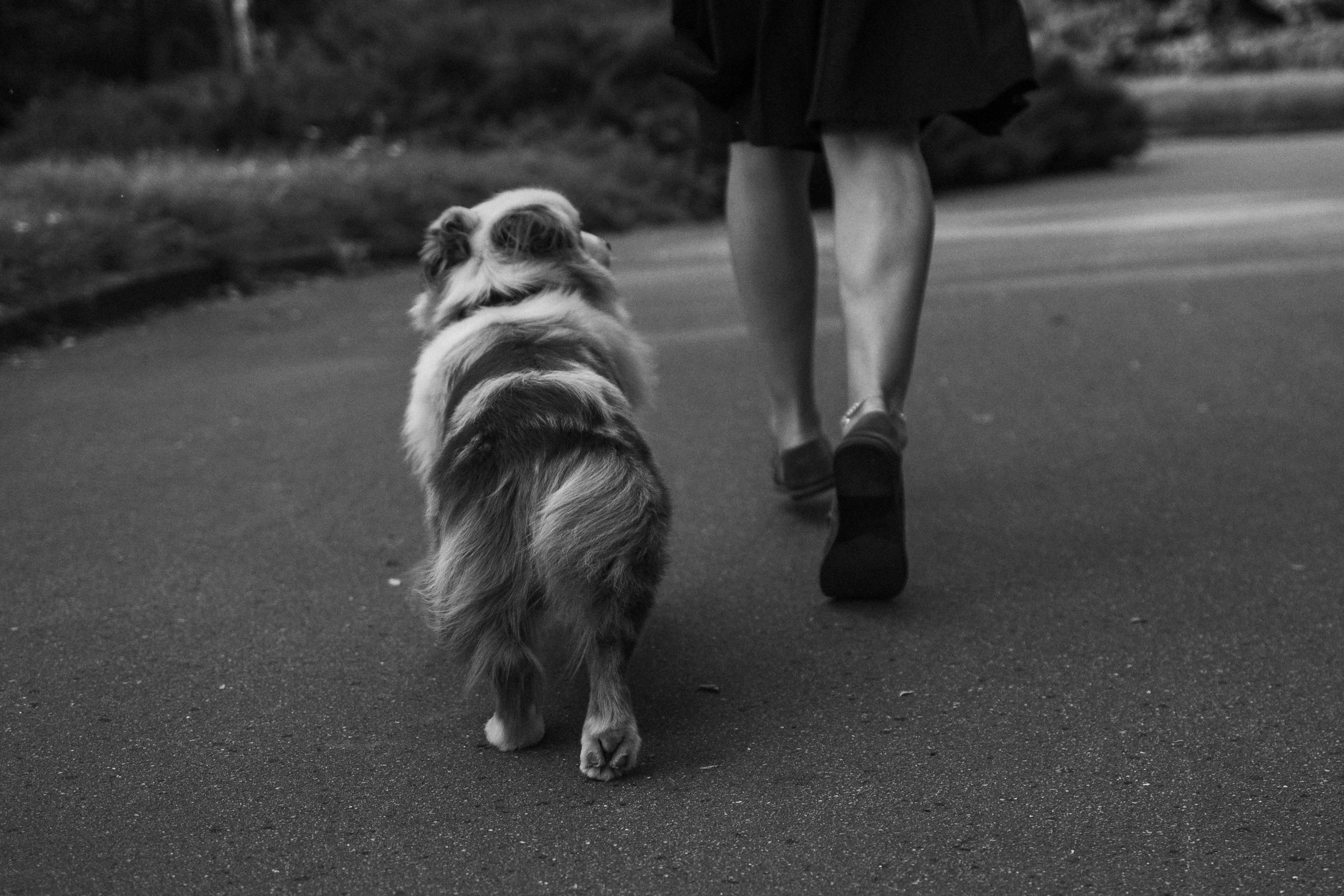 Маша и Эклер. Фотограф — Анималист | Санкт-Петербург