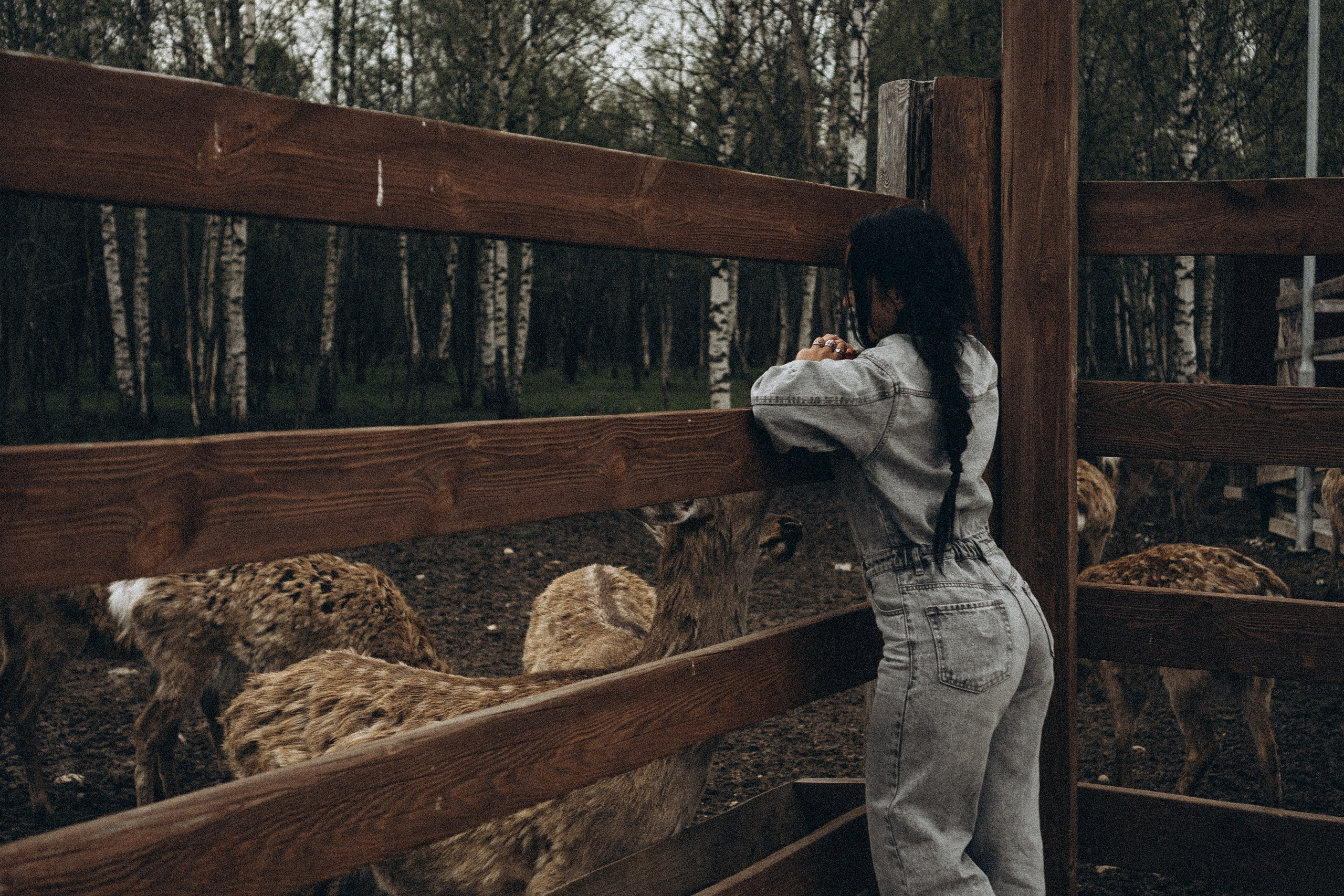 ОЛЕНЬЯ ФЕРМА В ТВЕРИ. Профессиональный фотограф, Санкт-Петербург — Виктория Богомолова