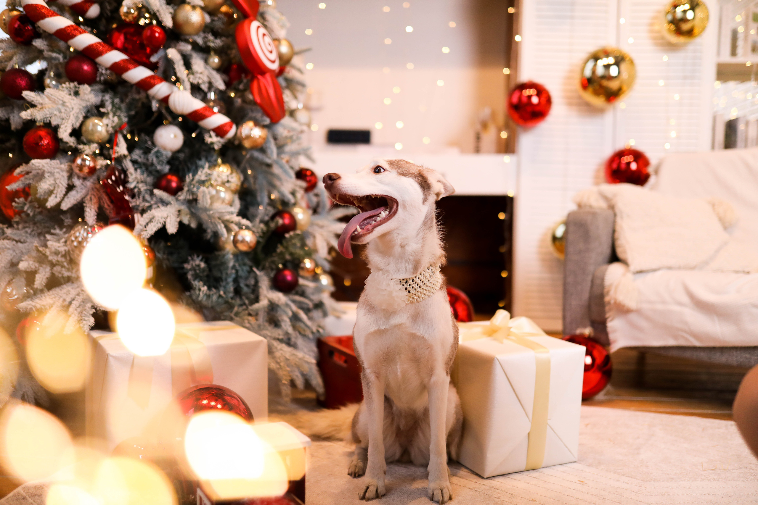 Семейная фотосессия волшебный Лофт. ФОТОГРАФ ХАБАРОВСК АНАСТАСИЯ РАЧЕНКОВА