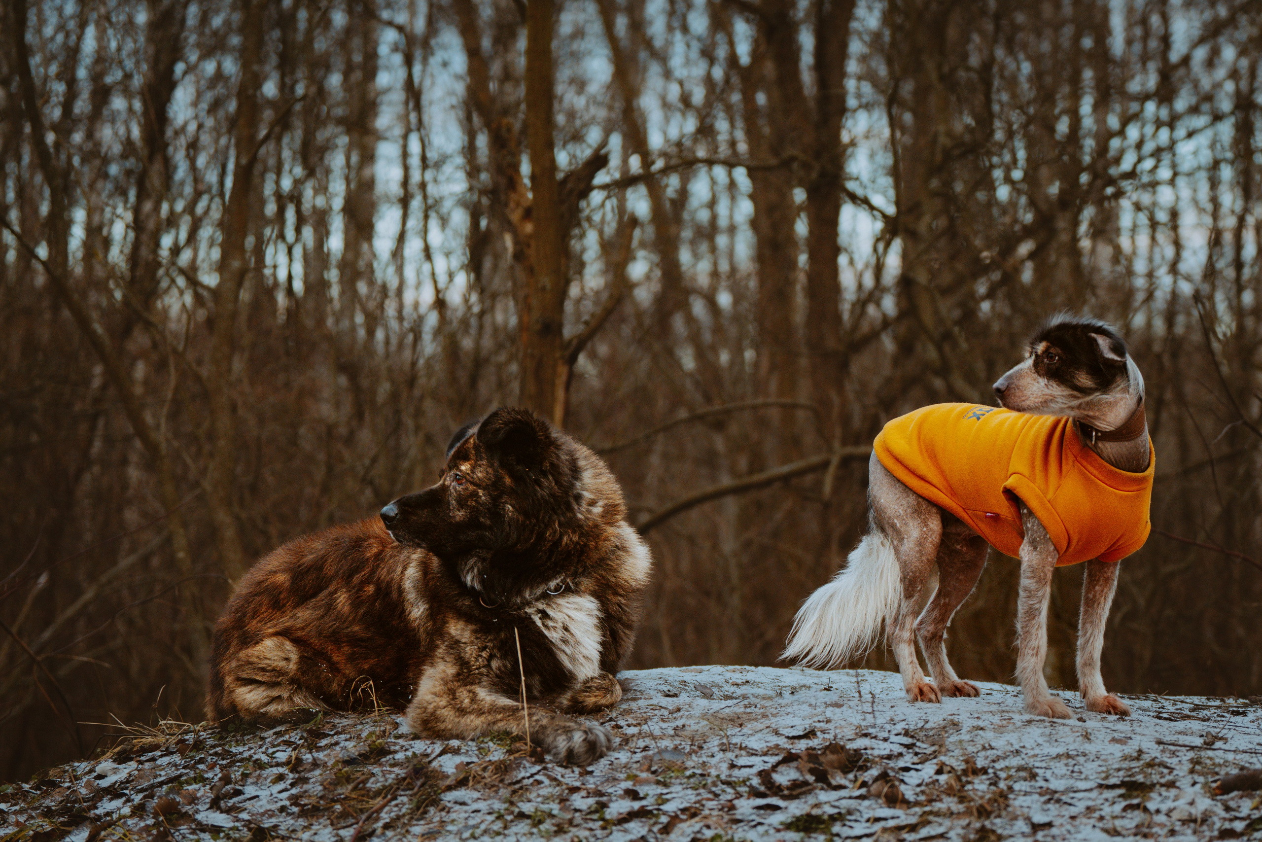 Творческая фотосессия фотографа анималиста. Фотограф анималист в Спб недорого Олеся Майорова