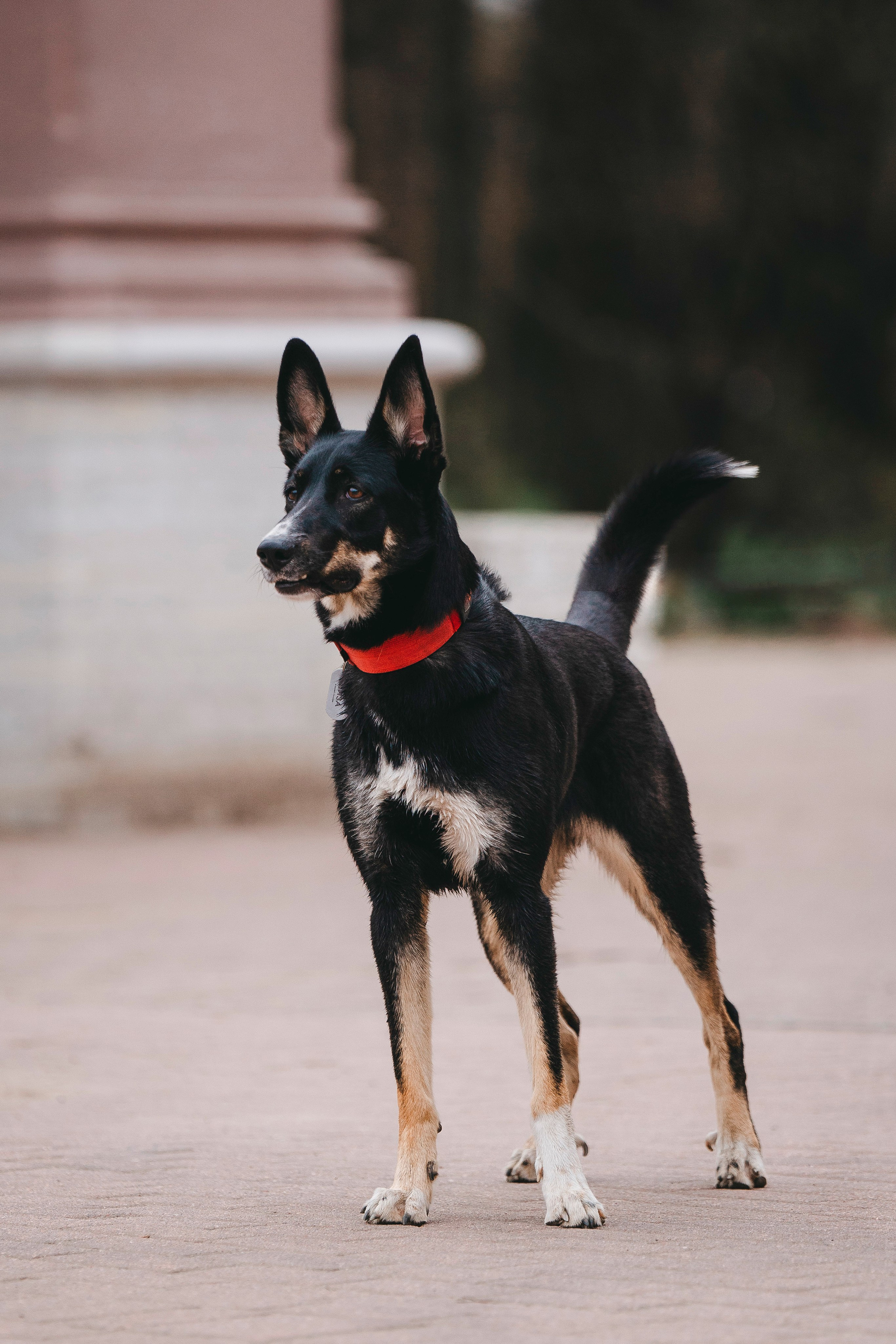 Эля и Шиза. Фотограф анималист в Спб недорого Олеся Майорова