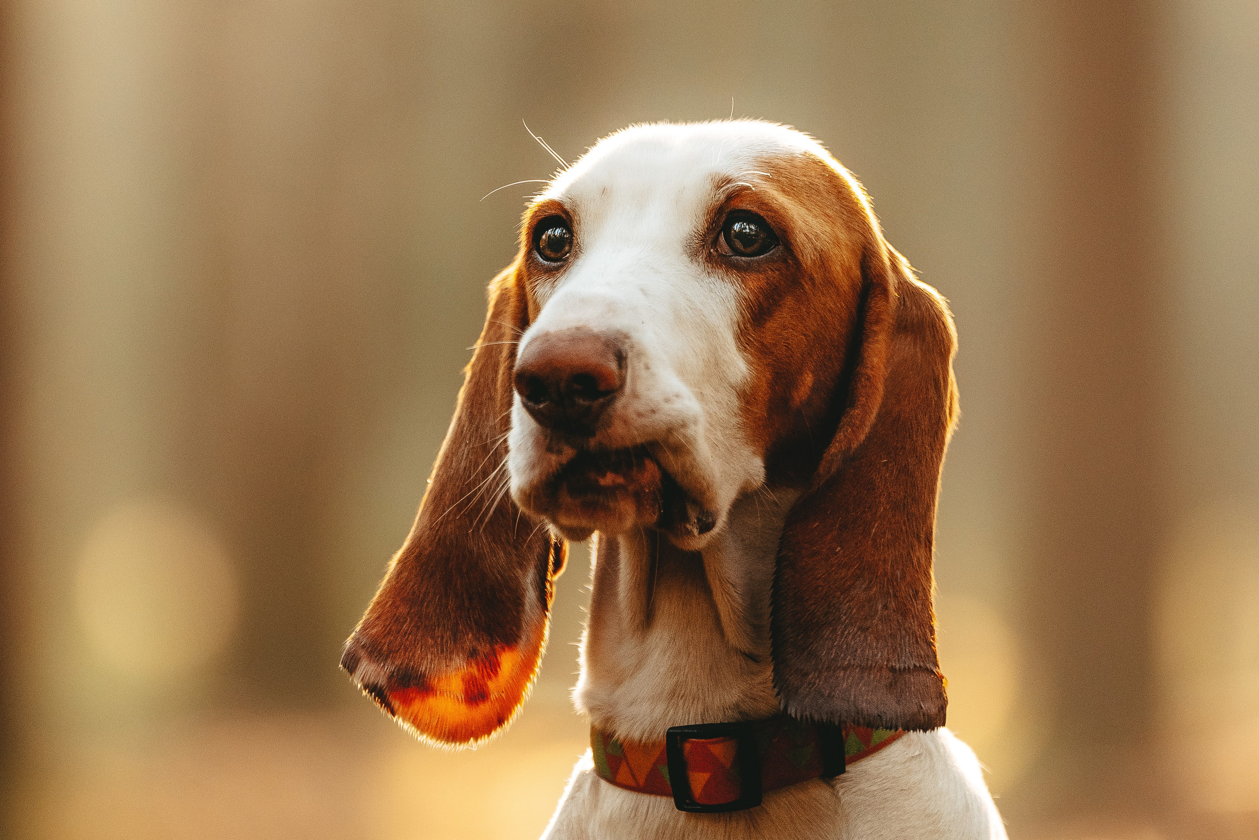 Ольга, Рора и Румпель. Фотограф анималист в Спб недорого Олеся Майорова