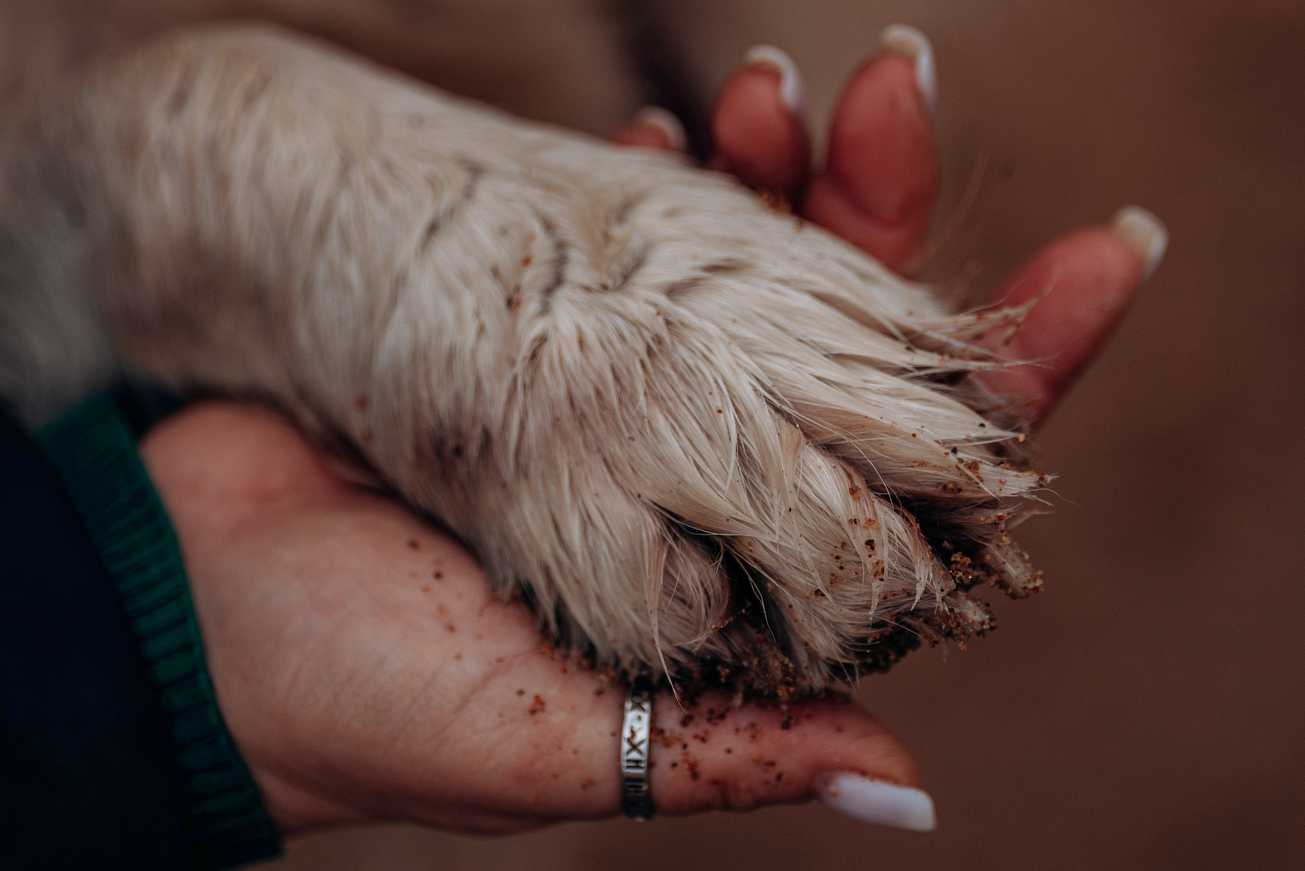 Асти, Крис и Александра. Фотограф анималист в Спб недорого Олеся Майорова