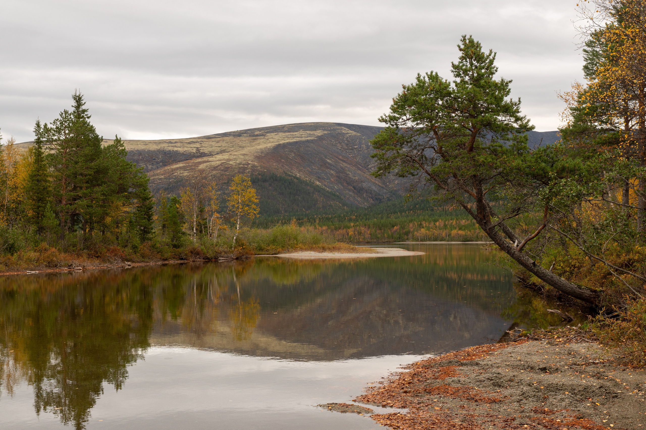 Золотая осень в Хибинах. Daria wanderer photography