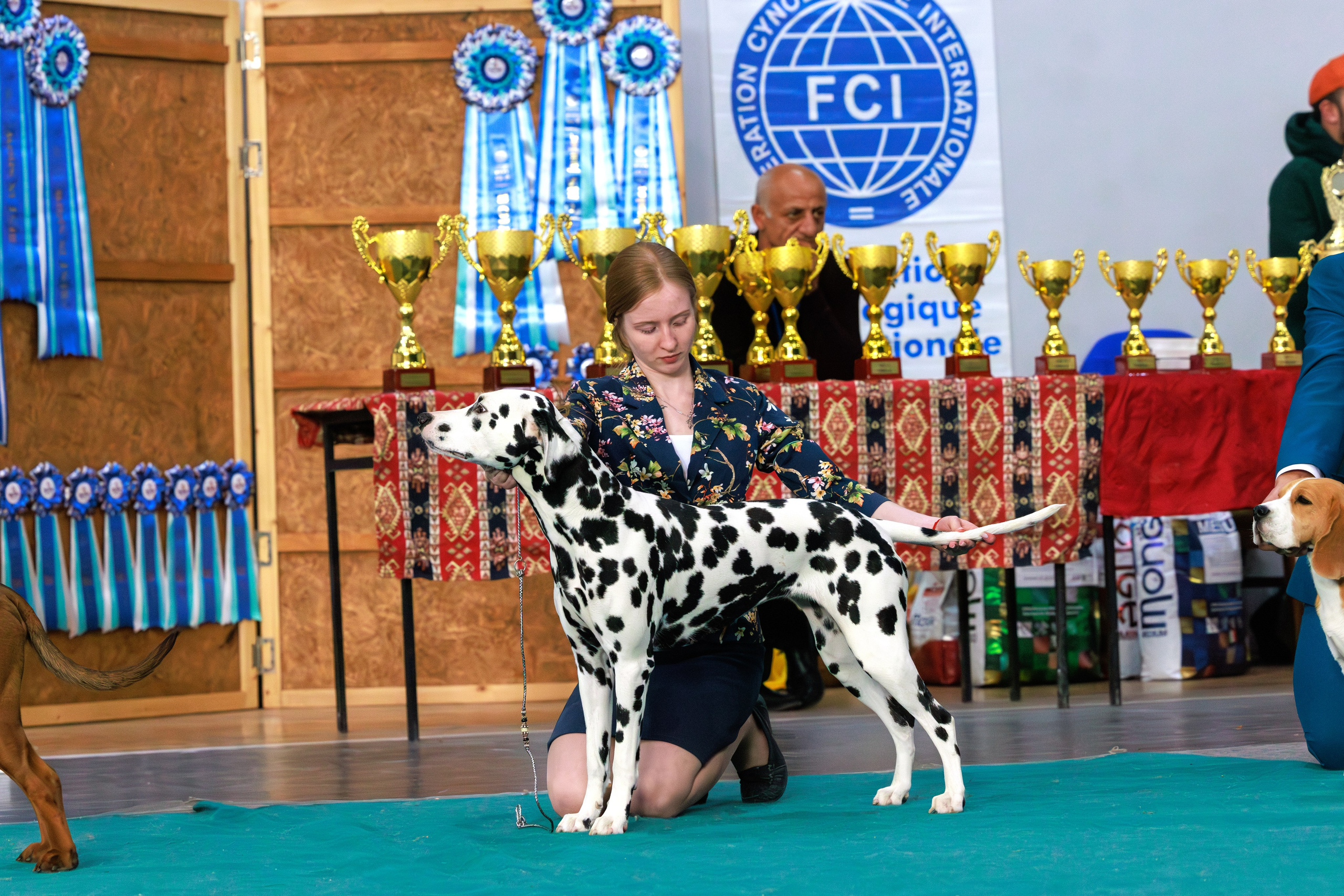 Ереван 2х CACIB 29-30.04.2025. Фотограф-анималист Юлия Германика