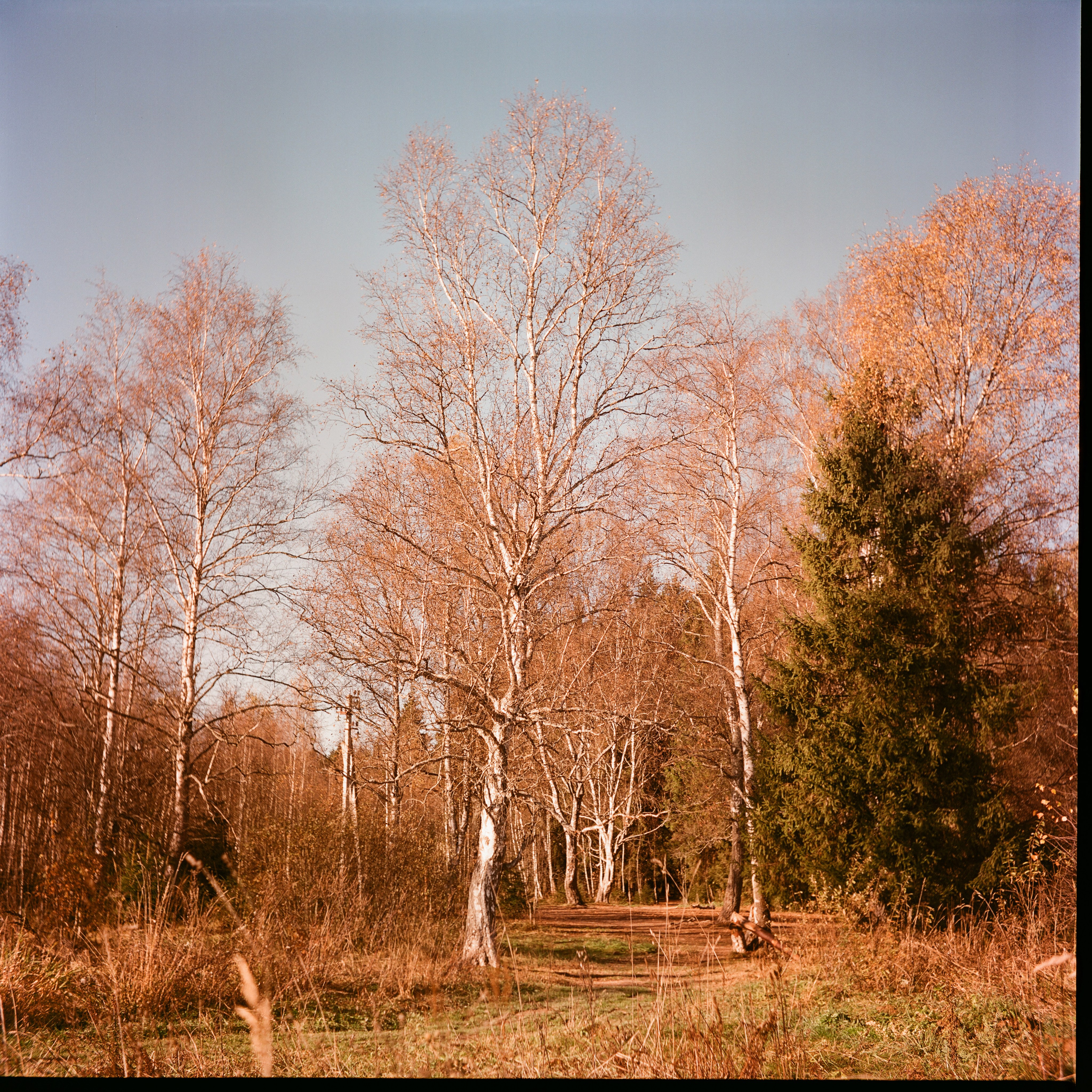 Yashica 635 / Kodak Aerocolor IV / октябрь 2024 года Лукино