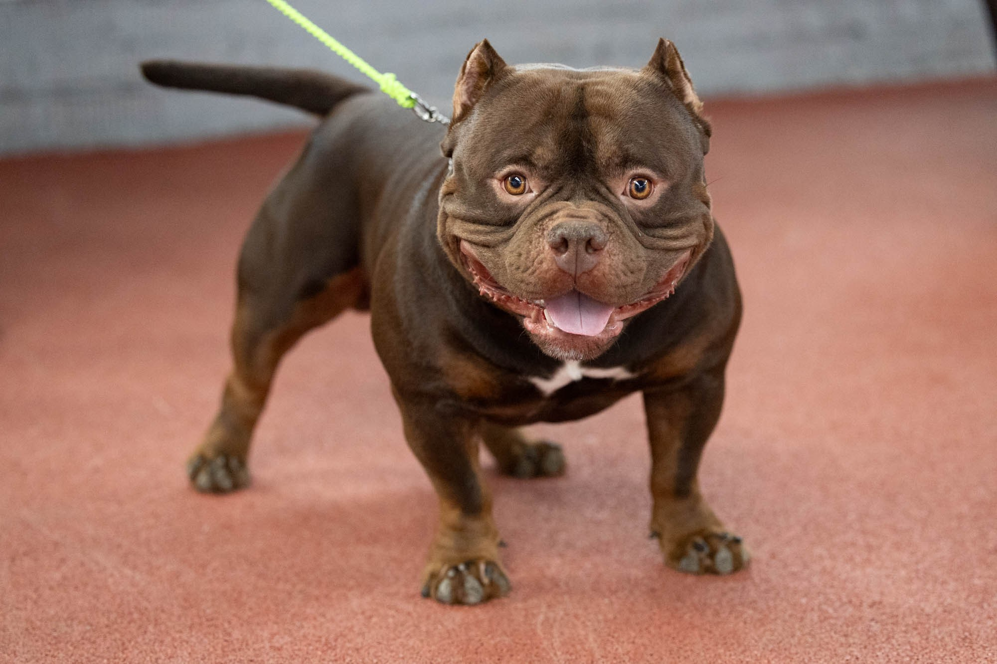 IDBC. Виктория Михайловская. Фотограф-анималист. Москва