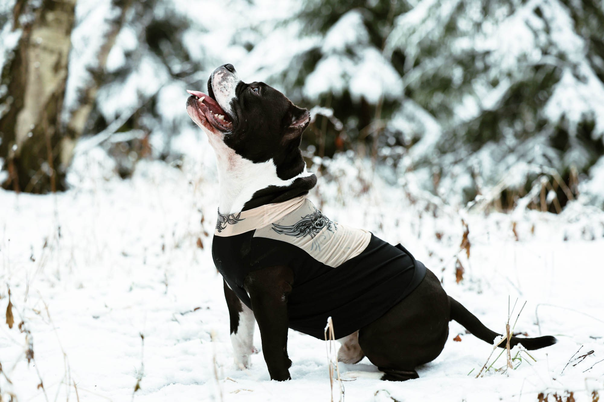 Бумер 24/11/24. Виктория Михайловская. Фотограф-анималист. Москва